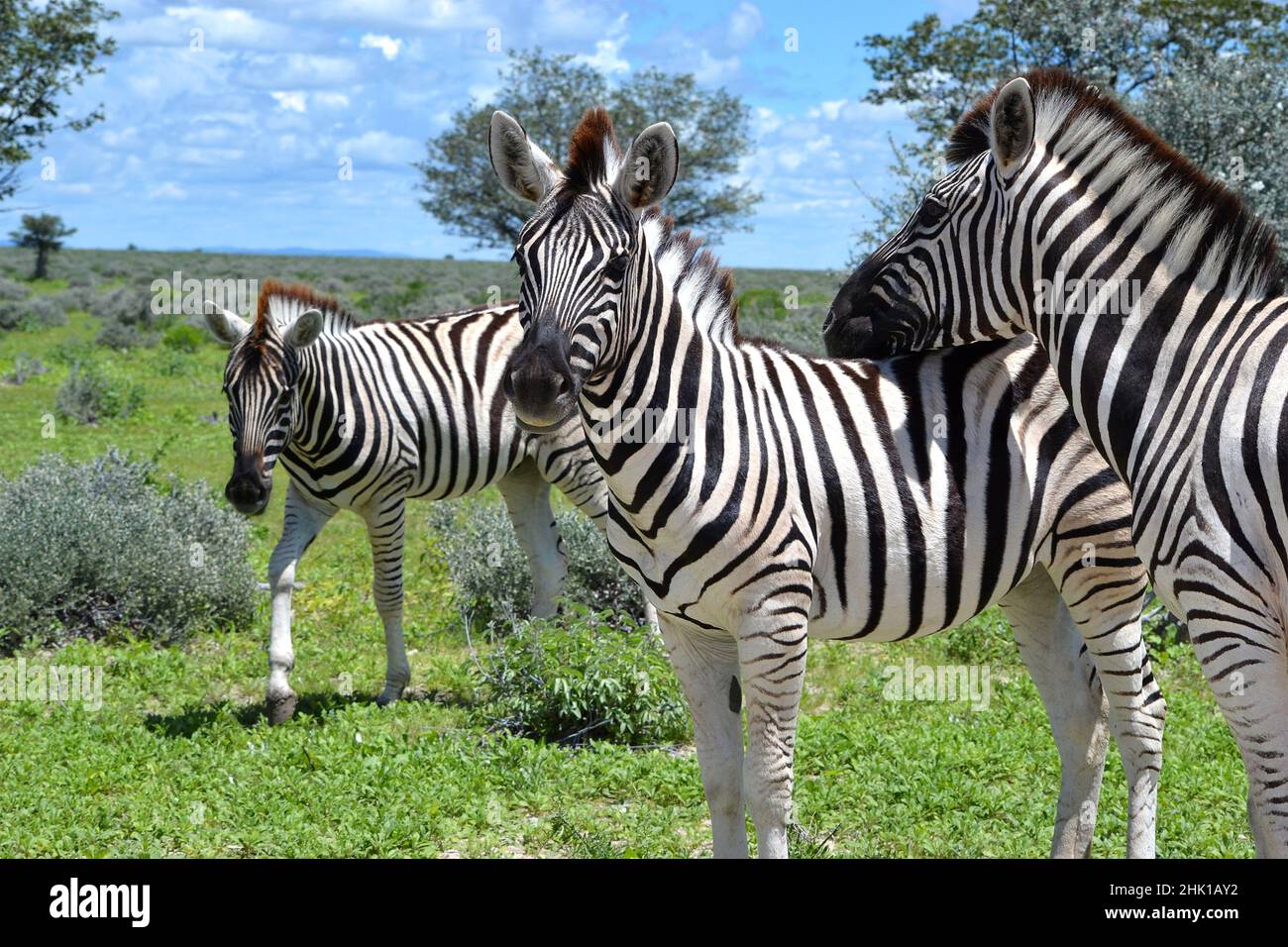 Gros plan des zèbres dans le parc national d'Etosha en Namibie, en Afrique Banque D'Images