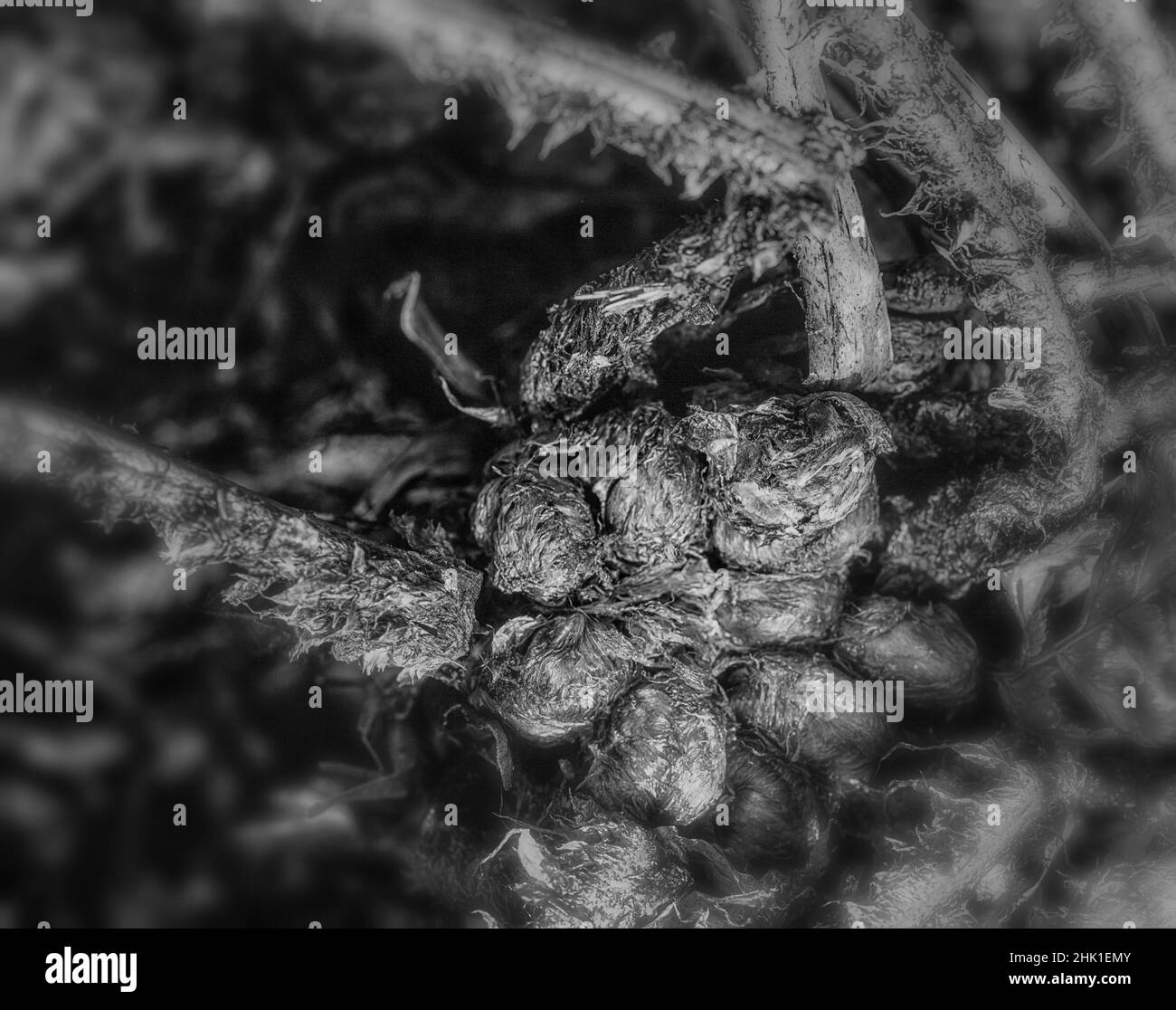 Choas, motifs abstraits et textures dans la nature et l'environnement, haute résolution Banque D'Images