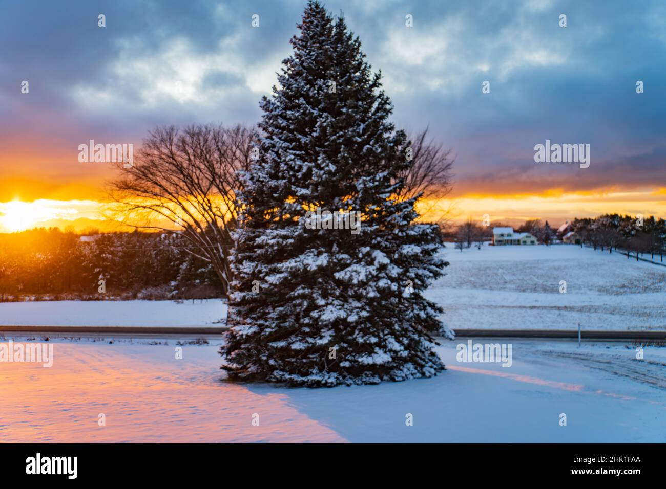 coucher de soleil sur une scène d'hiver avec un arbre à feuilles persistantes enneigées Banque D'Images