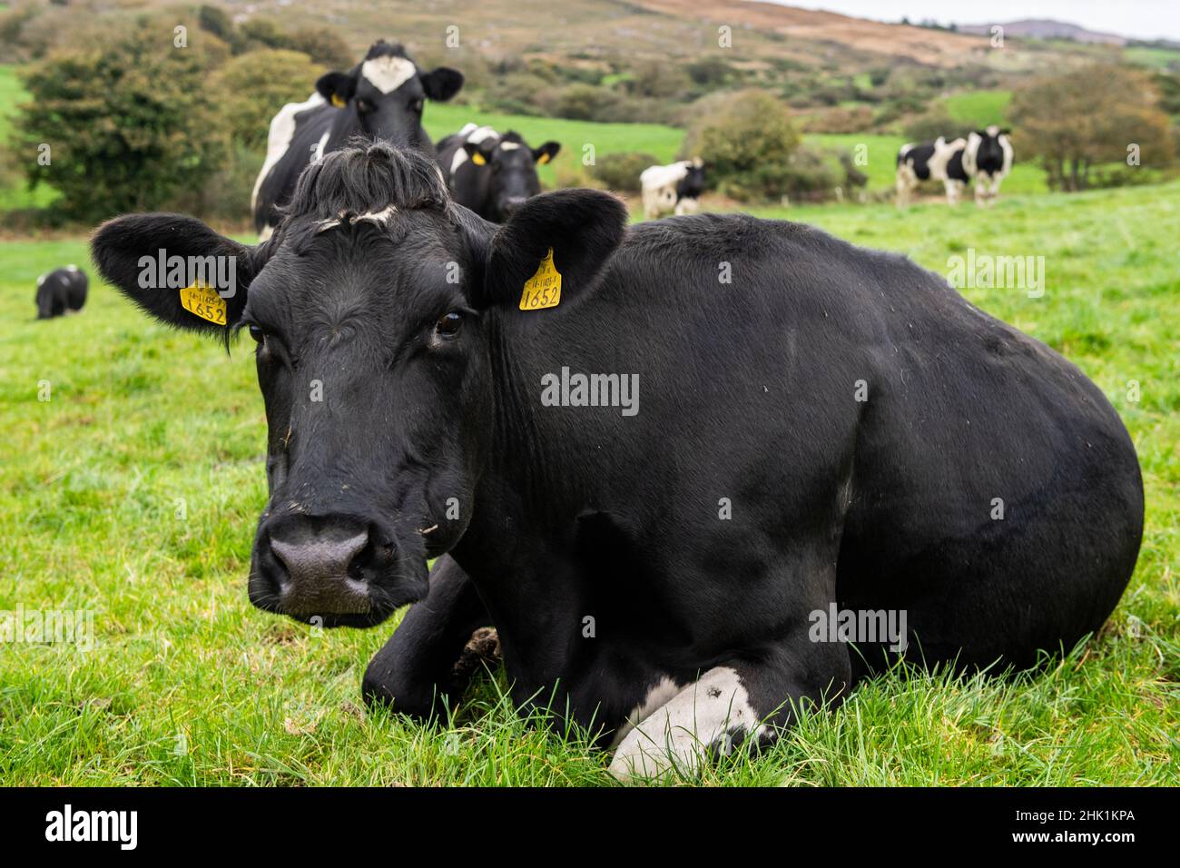 Vache laitière Fresian sur une ferme à Goleen, West Cork, Irlande. Banque D'Images