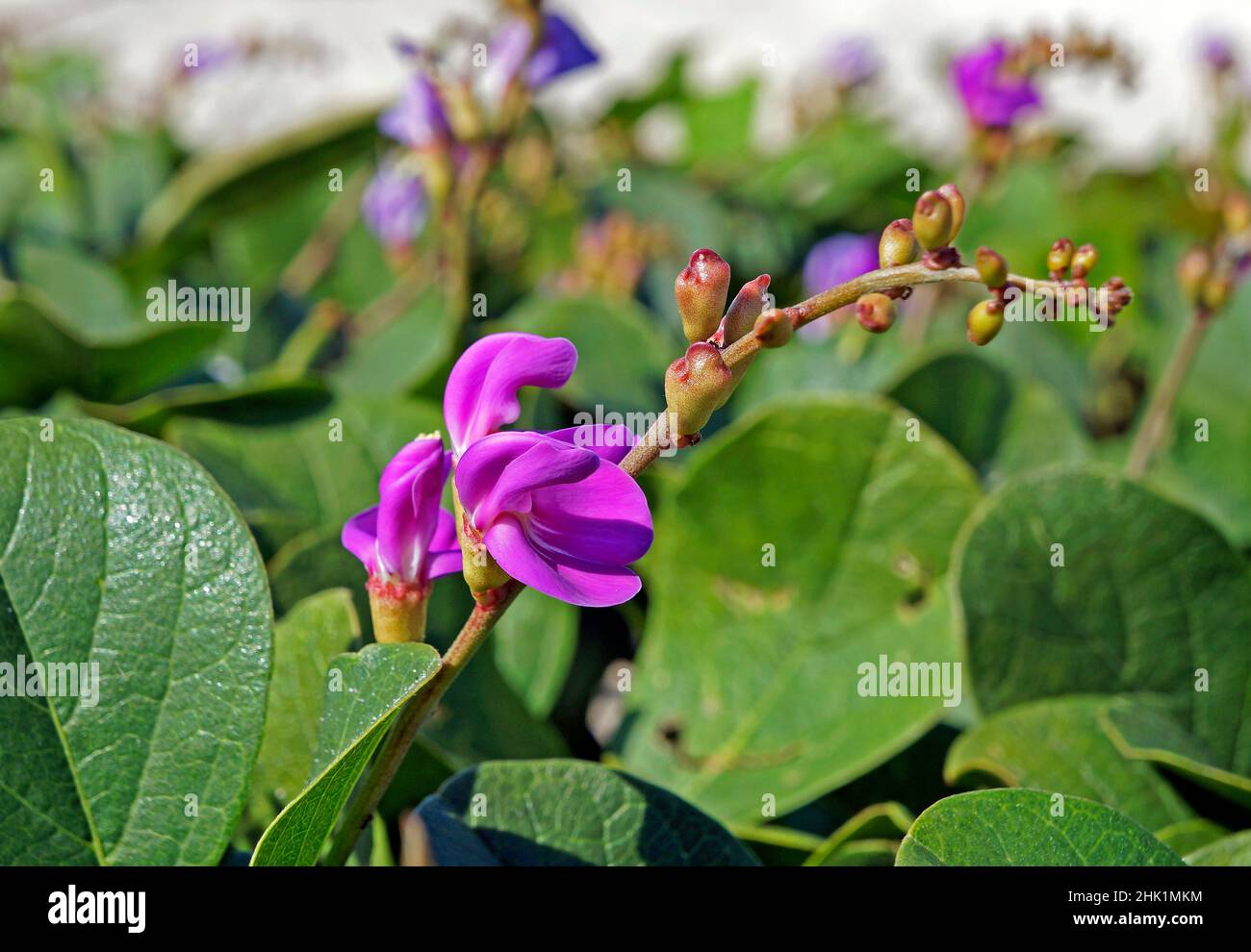 Fleurs des haricots de plage (Carnavalia rosea) Banque D'Images