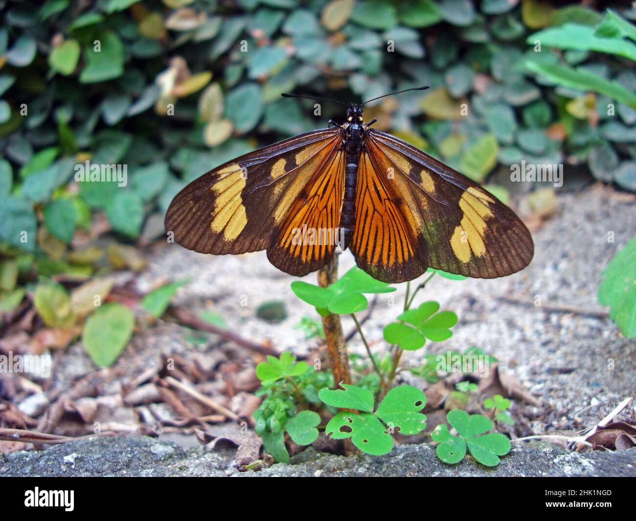 Papillon (Actinote pellenea) sur une plante dans la forêt tropicale Banque D'Images