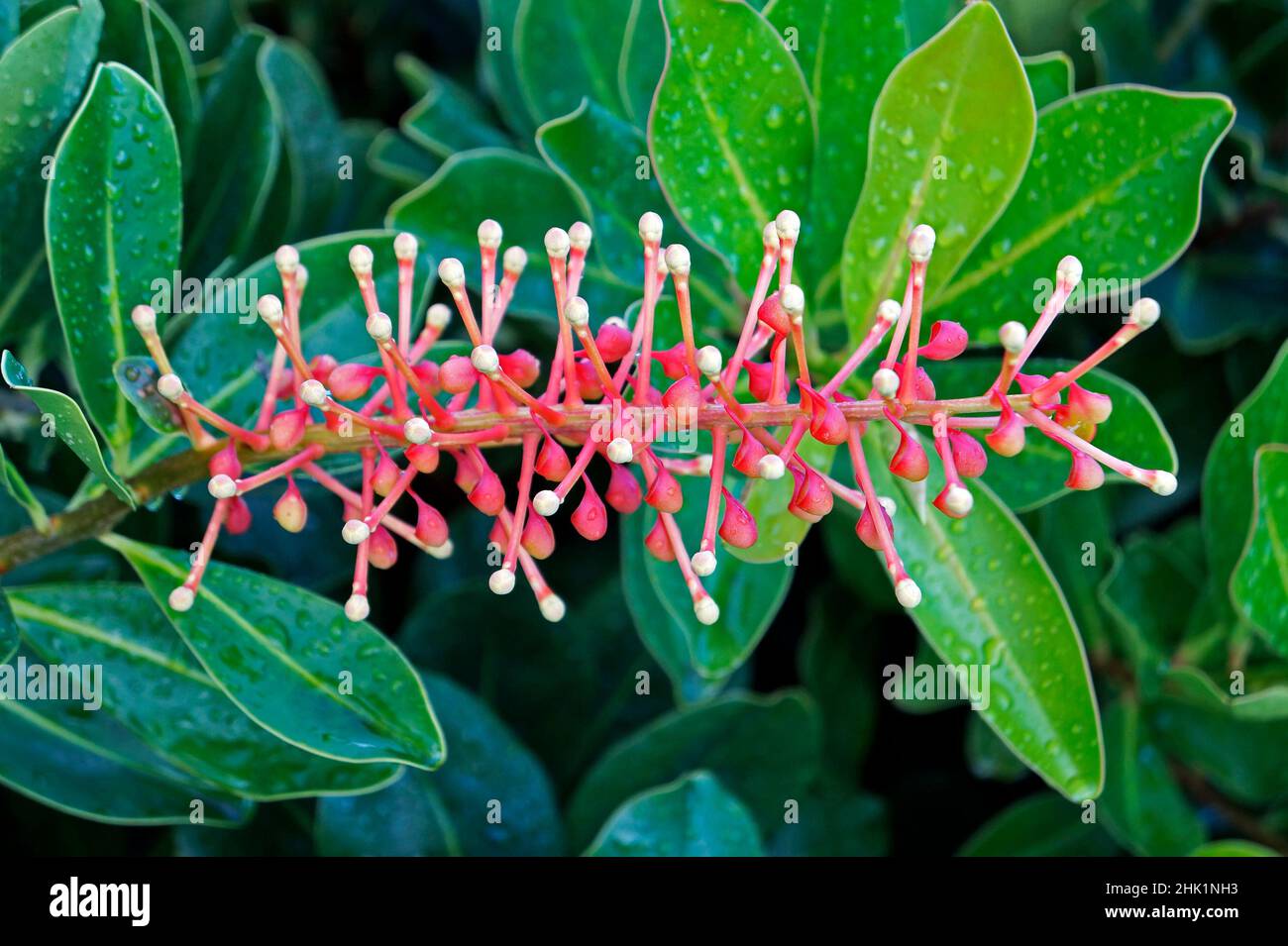 Plante à fleurs exotiques (Norantea brasiliensis) Banque D'Images Plante à fleurs exotiques (Norantea brasiliensis) Banque D'Images