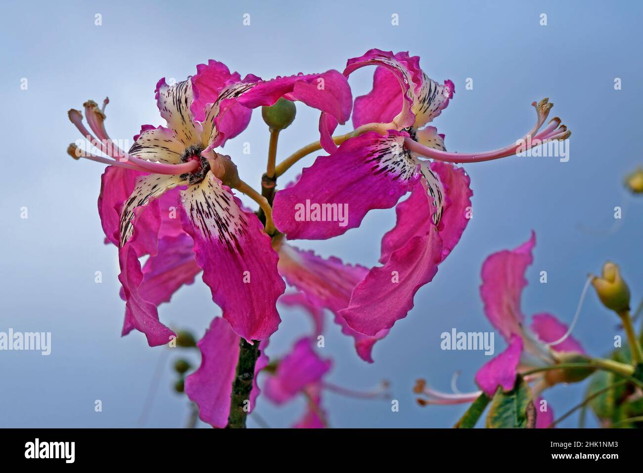Fleurs d'arbre en soie (Ceiba speciosa ou Chorisia speciosa) Banque D'Images