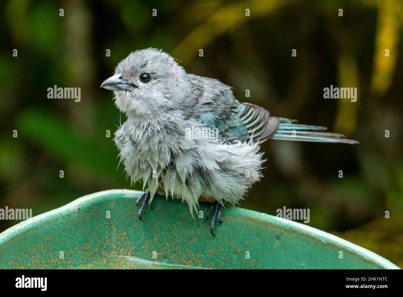 Le tanager sayaca (Thraupi sayaca) est une espèce d'oiseau de la famille des Thraupidae. Banque D'Images