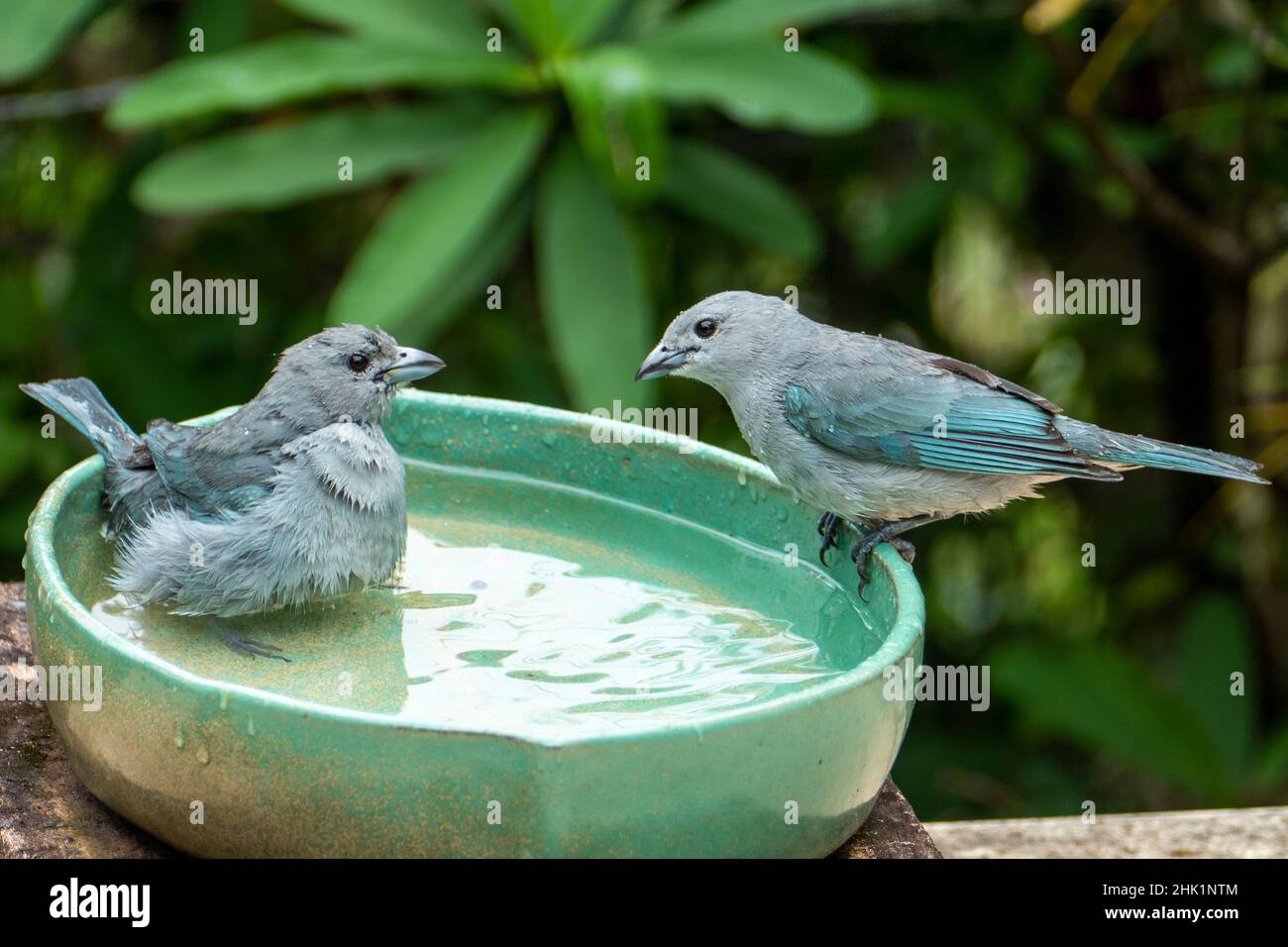 Le tanager sayaca (Thraupi sayaca) est une espèce d'oiseau de la famille des Thraupidae. Banque D'Images