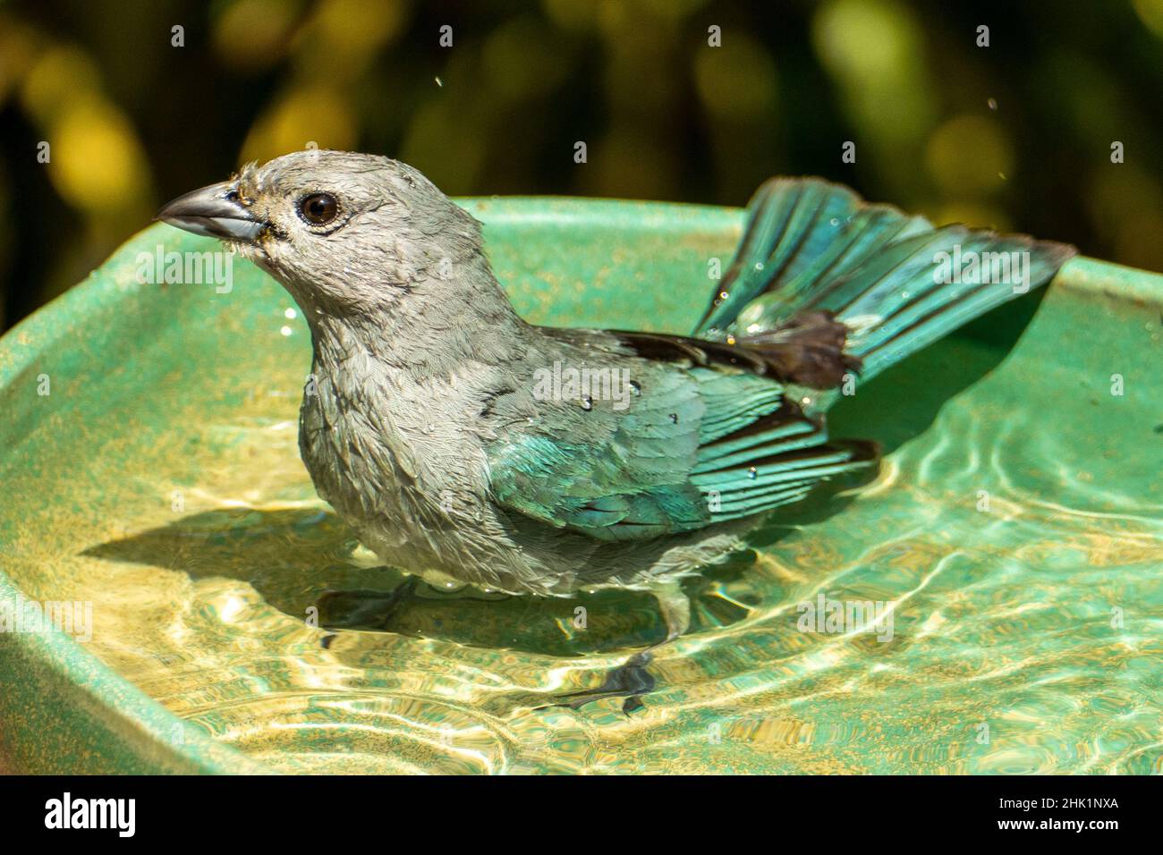 Le tanager sayaca (Thraupi sayaca) est une espèce d'oiseau de la famille des Thraupidae. Banque D'Images