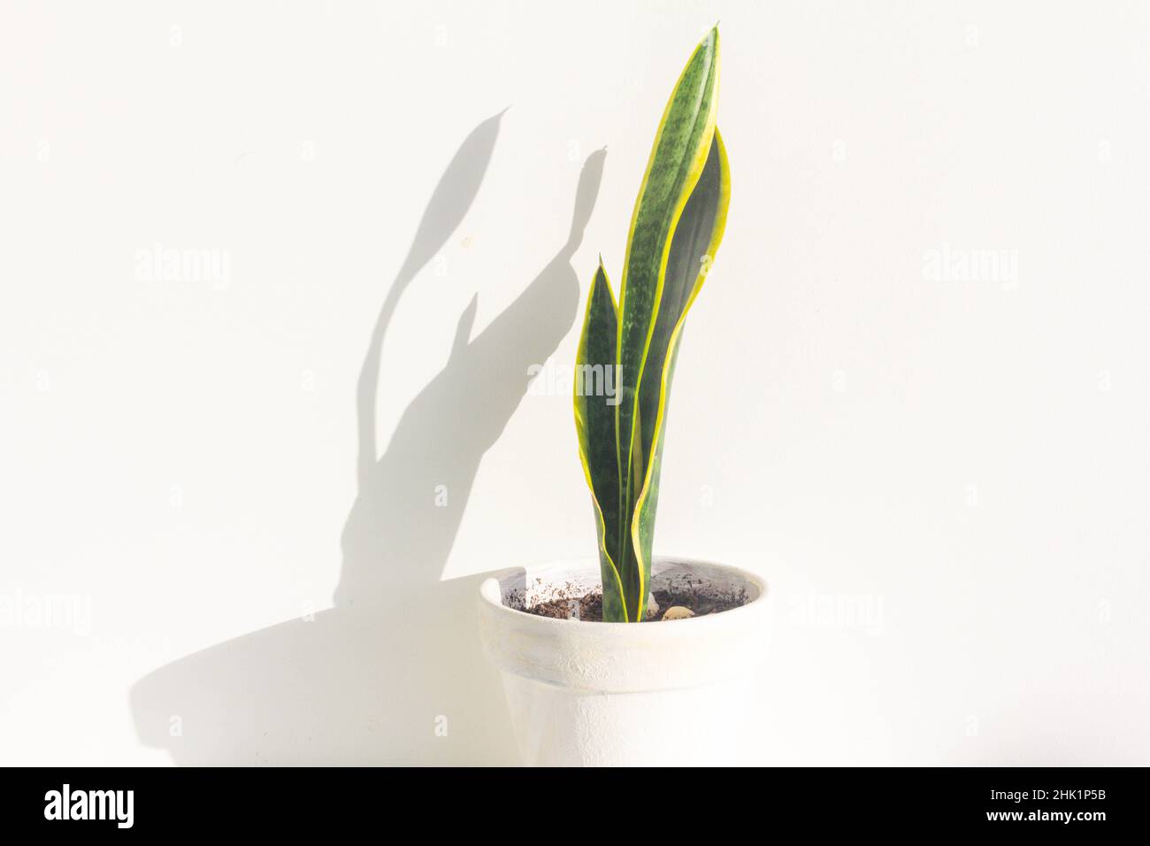 Sansevieria plante en pot sur tableau blanc Banque D'Images