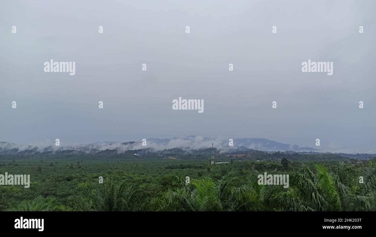 Une journée sombre et brumeuse dans une forêt tropicale sur une île tropicale Banque D'Images