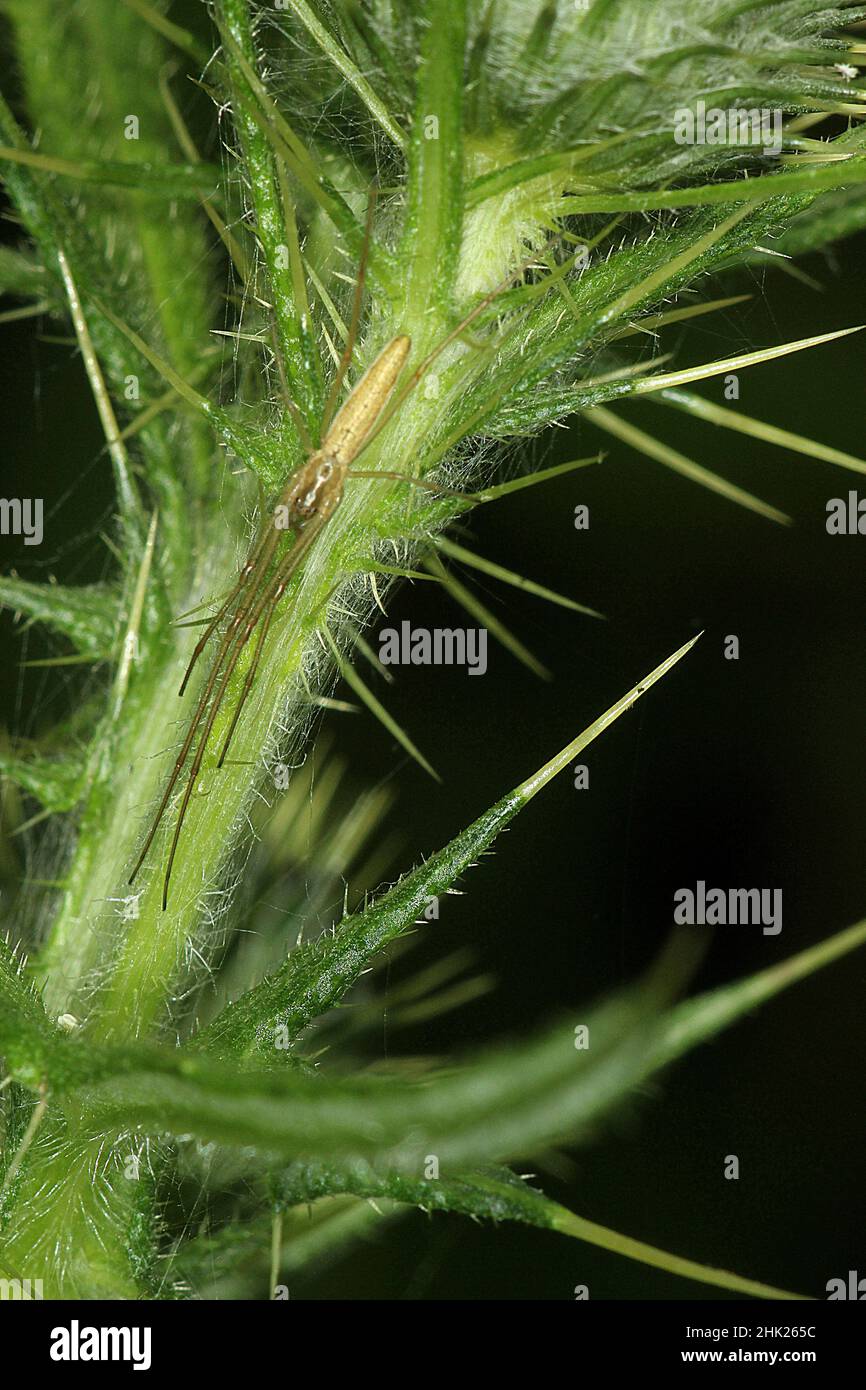 Araignée à herbe à queue (Argiope protensa) sur le chardon-coches Banque D'Images