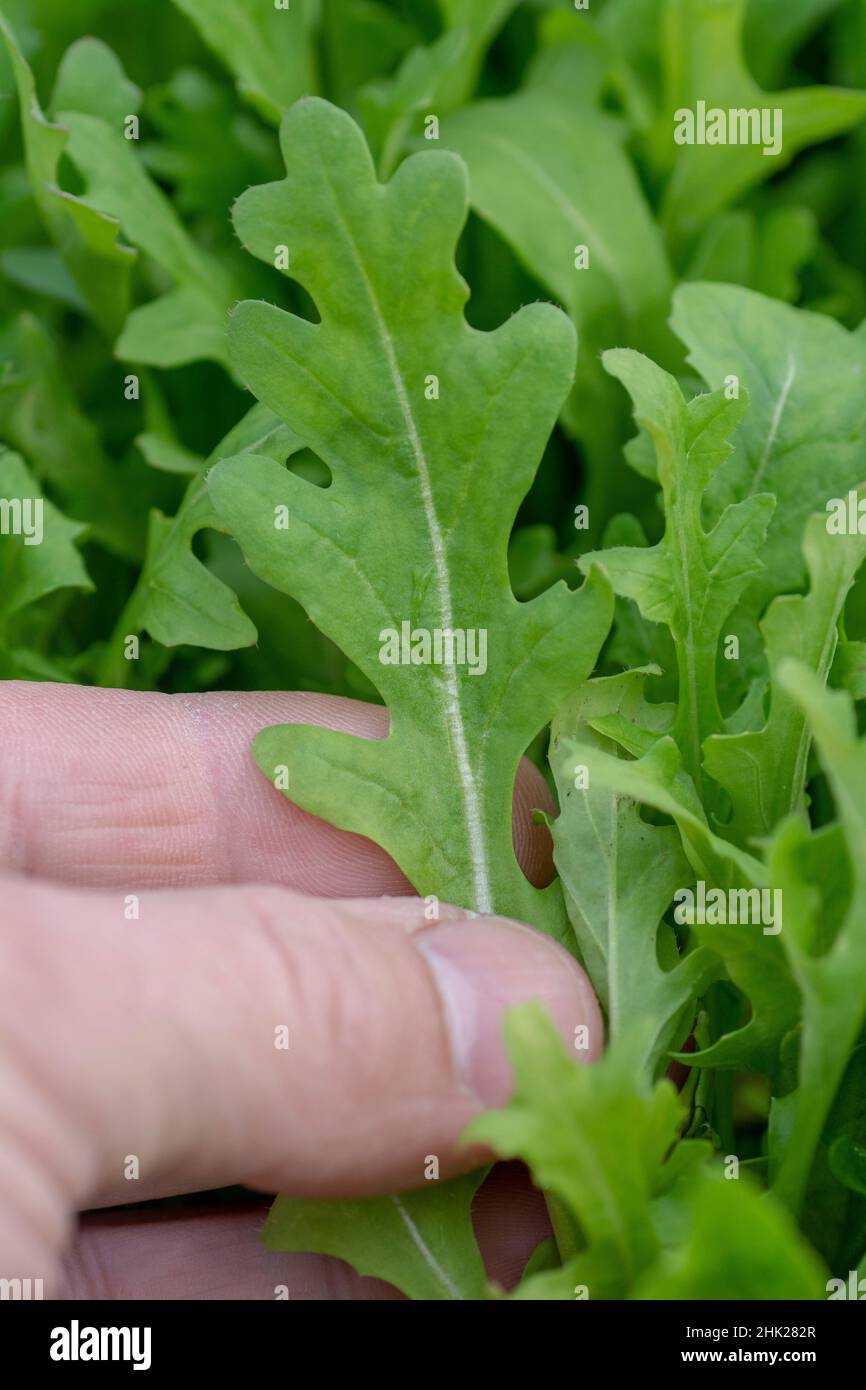 Femme cueillant jeune roquette organique ou arugula (Eruca vesicaria) dans la serre .Main femelle tenant une feuille d'arugula verte. Banque D'Images