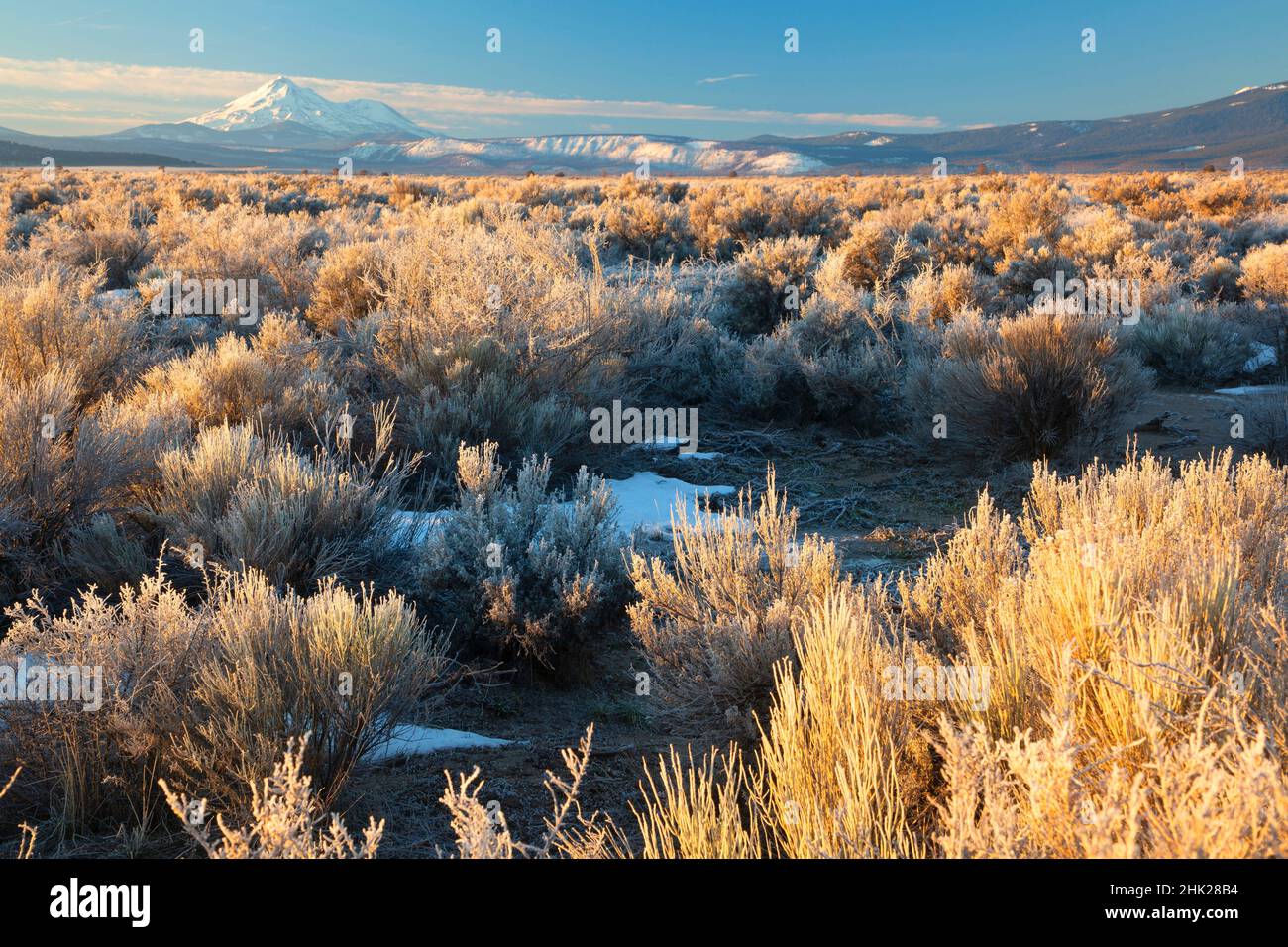 Plat de sagebrush, Butte Valley National Grassland, Californie Banque D'Images