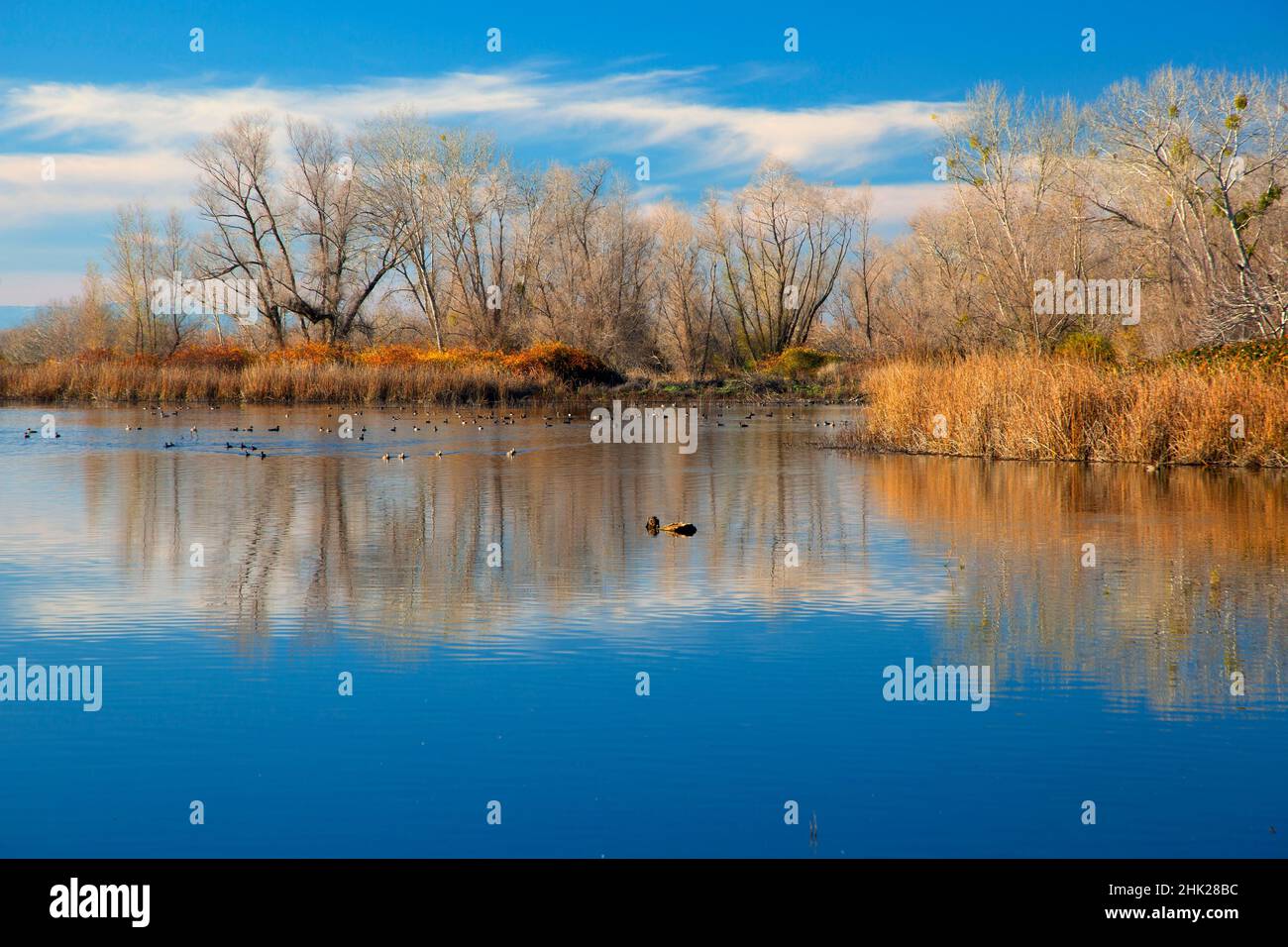 Pond Reflection, réserve d'animaux de Gray Lodge, Californie Banque D'Images