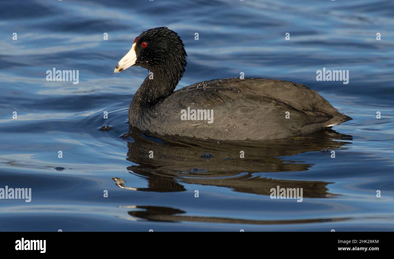 American Coot (Fulica americana), réserve naturelle nationale de Sacramento, Californie Banque D'Images