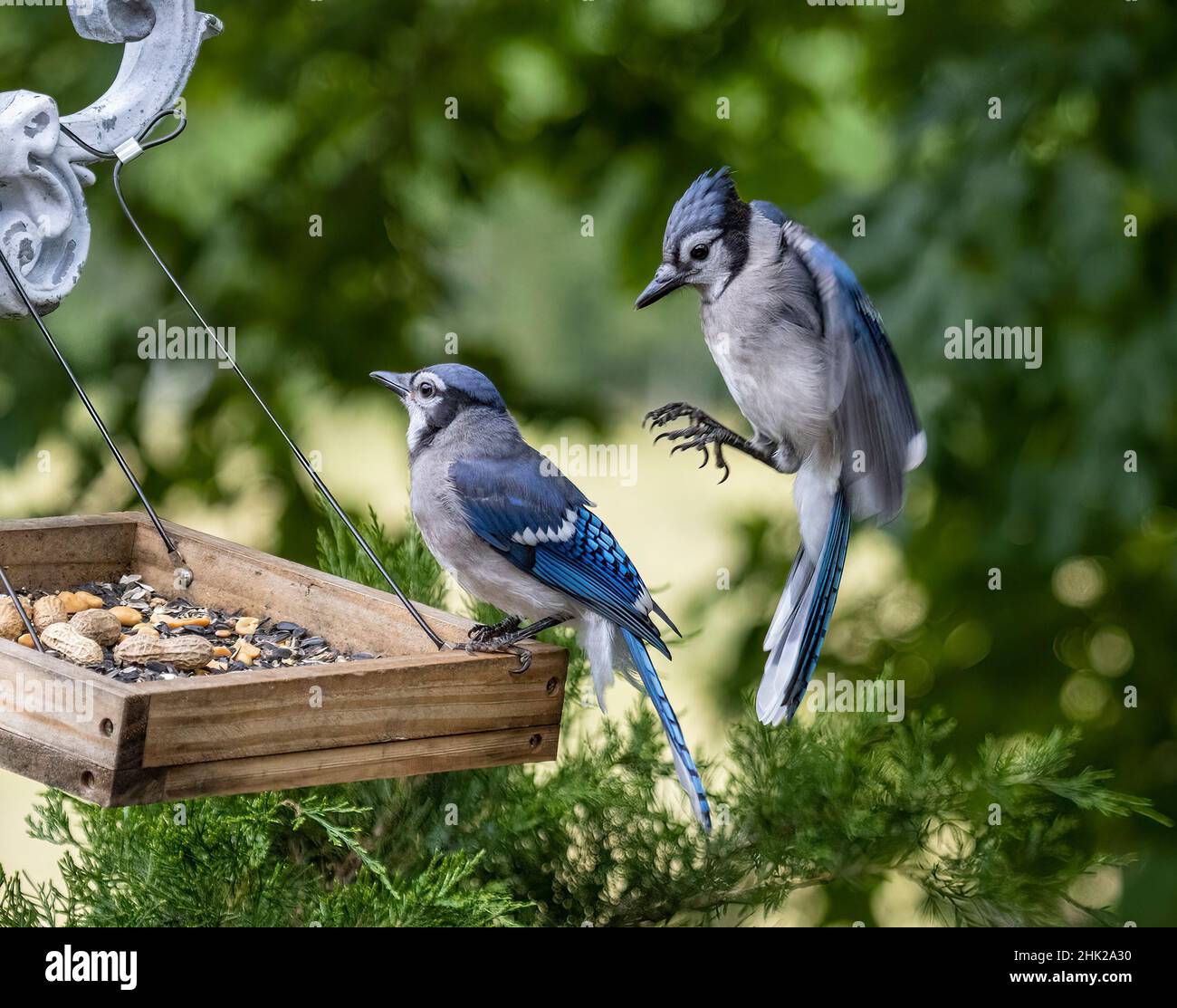 Geai bleu d'Amérique du Nord ( Cyanocitta Cristata ) Banque D'Images