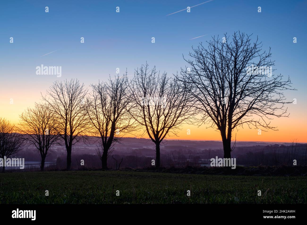 Silhouette d'arbres contre un ciel clair à l'aube dans la campagne des cotswold.Cotswolds, Gloucestershire, Angleterre Banque D'Images