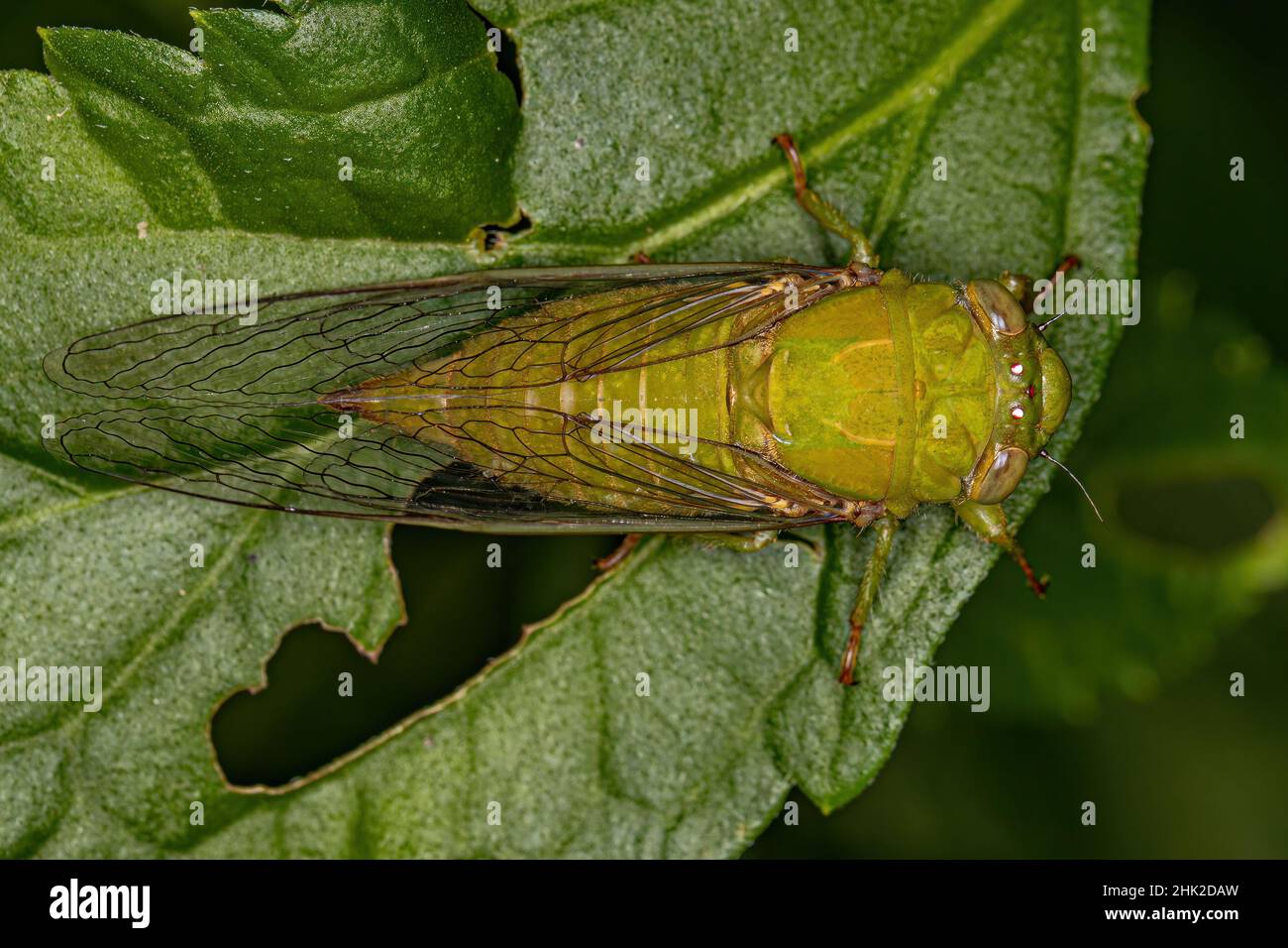 Largeclasper adulte Cicada du genre Carineta Banque D'Images