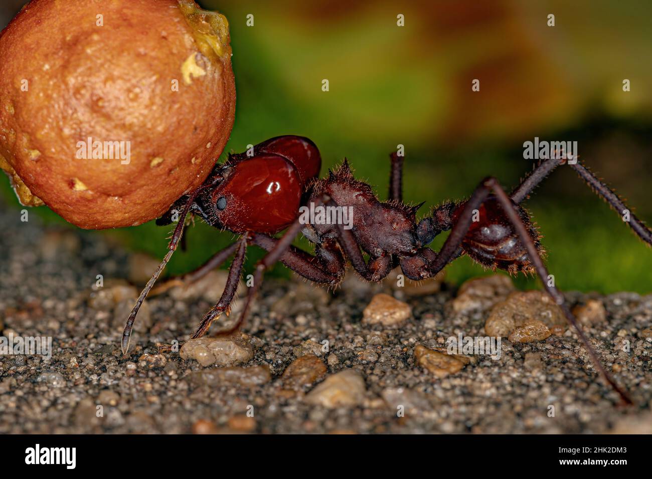 Couteau à feuilles d'Atta Ant de l'espèce Atta laevigata portant un petit fruit figuier du genre ficus Banque D'Images