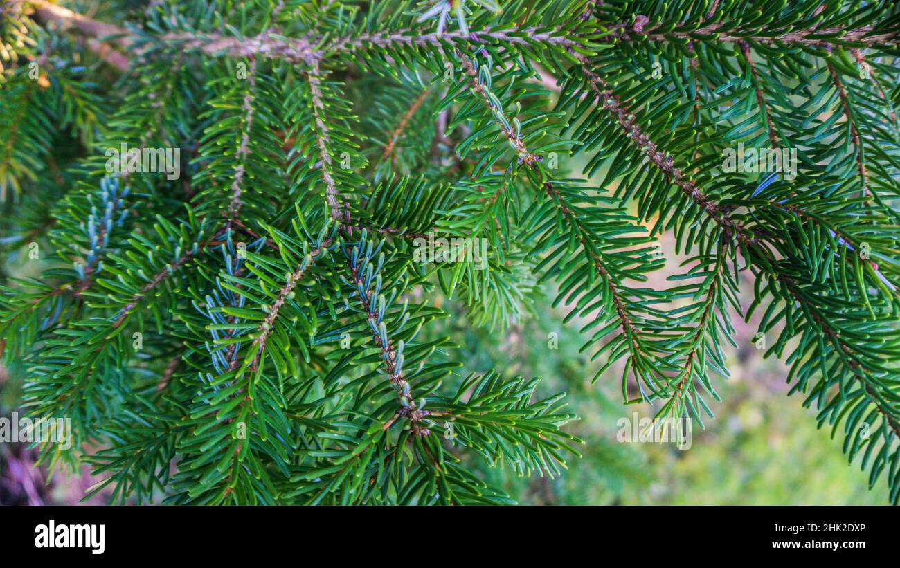 brindilles d'une épinette serbe Banque D'Images