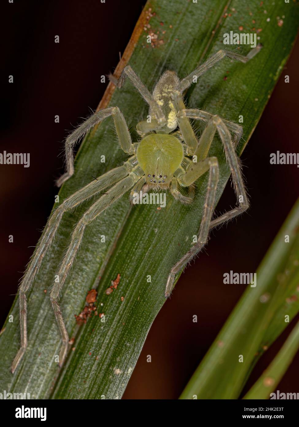 Green Huntsman Spider de la famille des espèces Sparassidae Banque D'Images