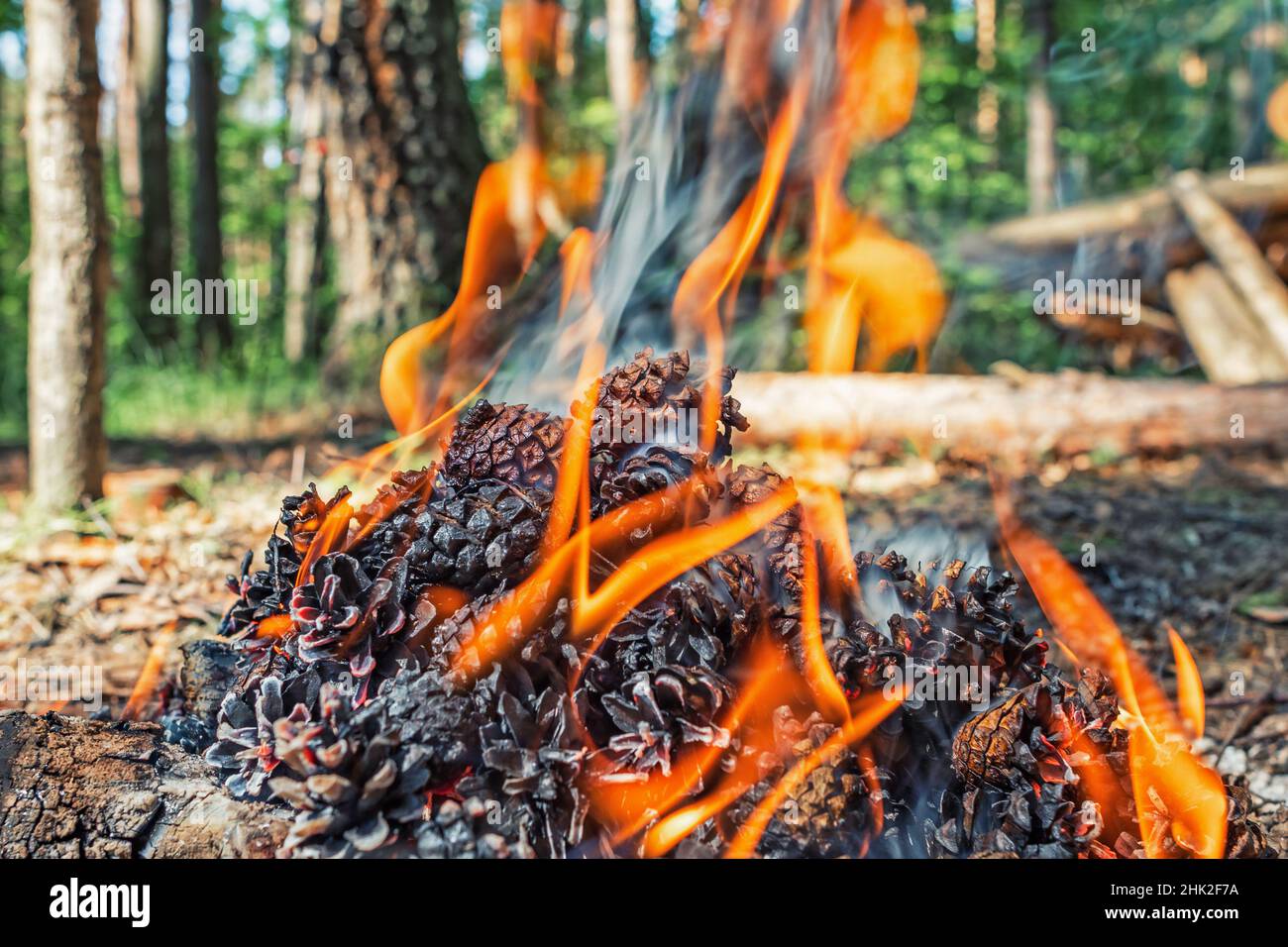 Un feu de camp fait de cônes de pin dans la forêt.Cônes brûlant et fumant, gros plan avec arrière-plan flou Banque D'Images