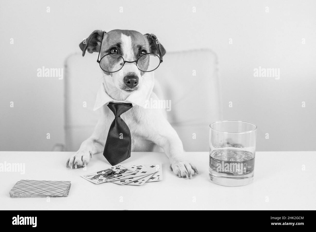 Jack russell terrier chien avec des lunettes et une cravate boissons whisky et joue au poker. Dépendance aux jeux de cartes de jeu. Peu un. Banque D'Images