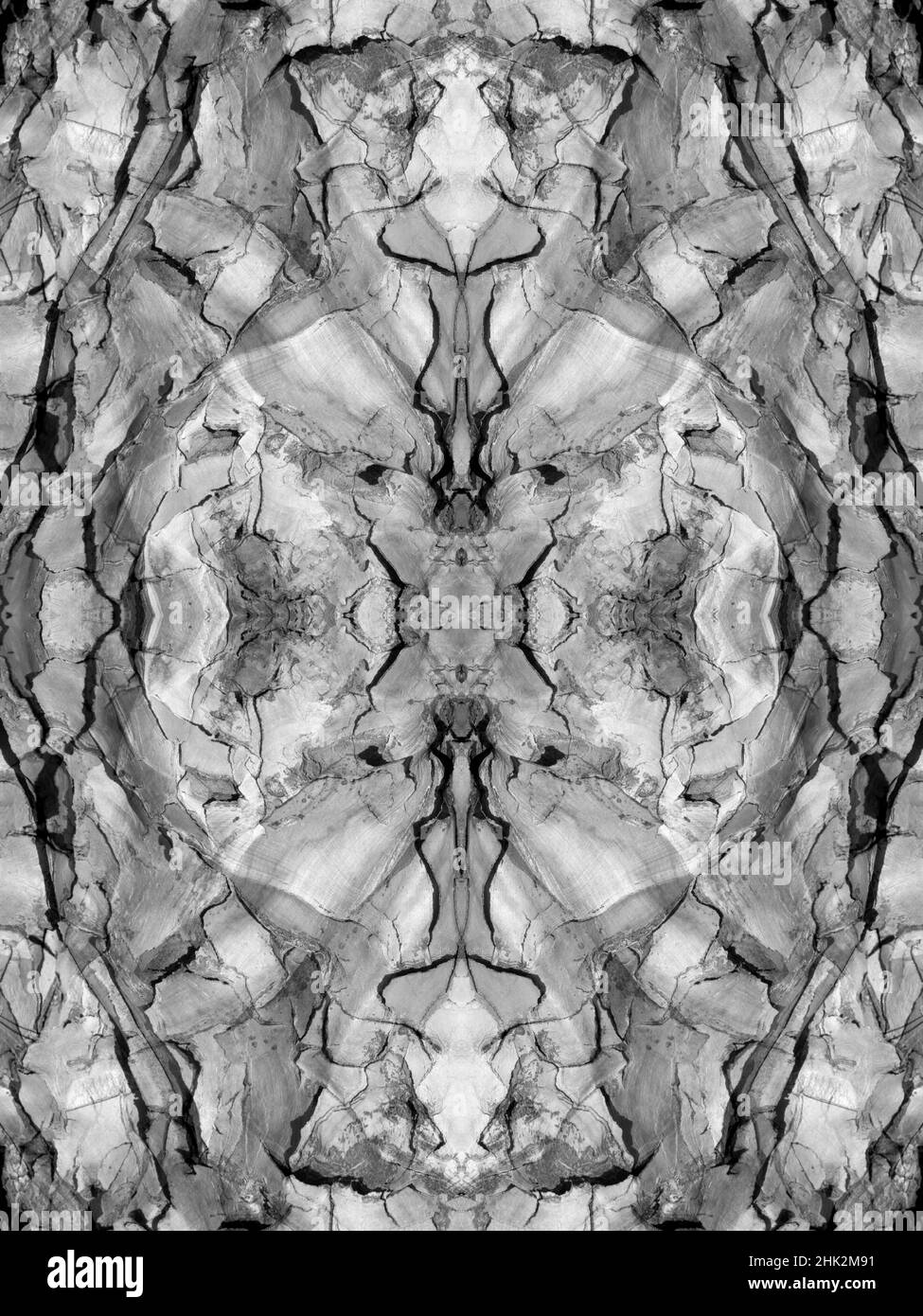 Noir et blanc de l'écorce de l'arbre de quiver résumé. Banque D'Images