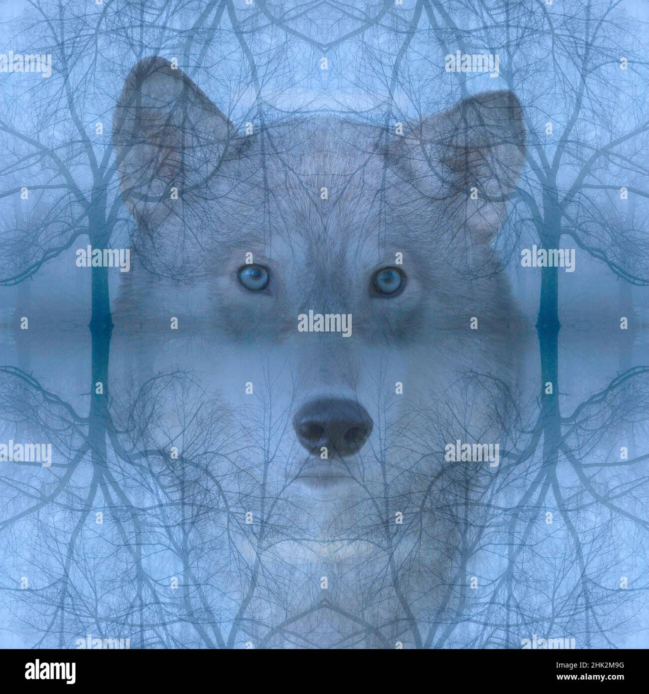 Montage d'arbres de Loup et de squelette. Banque D'Images