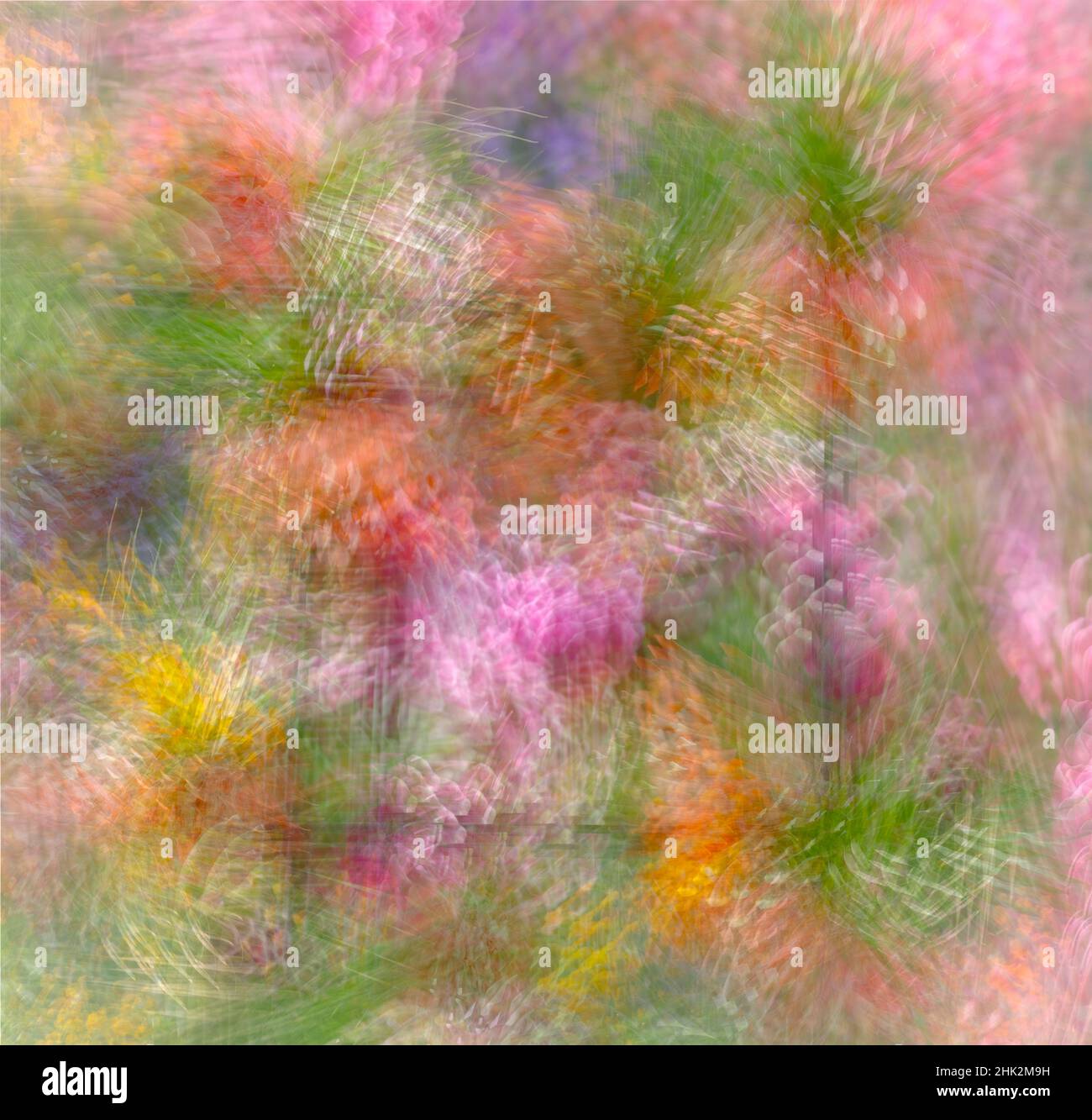 Abstrait floral coloré. Banque D'Images
