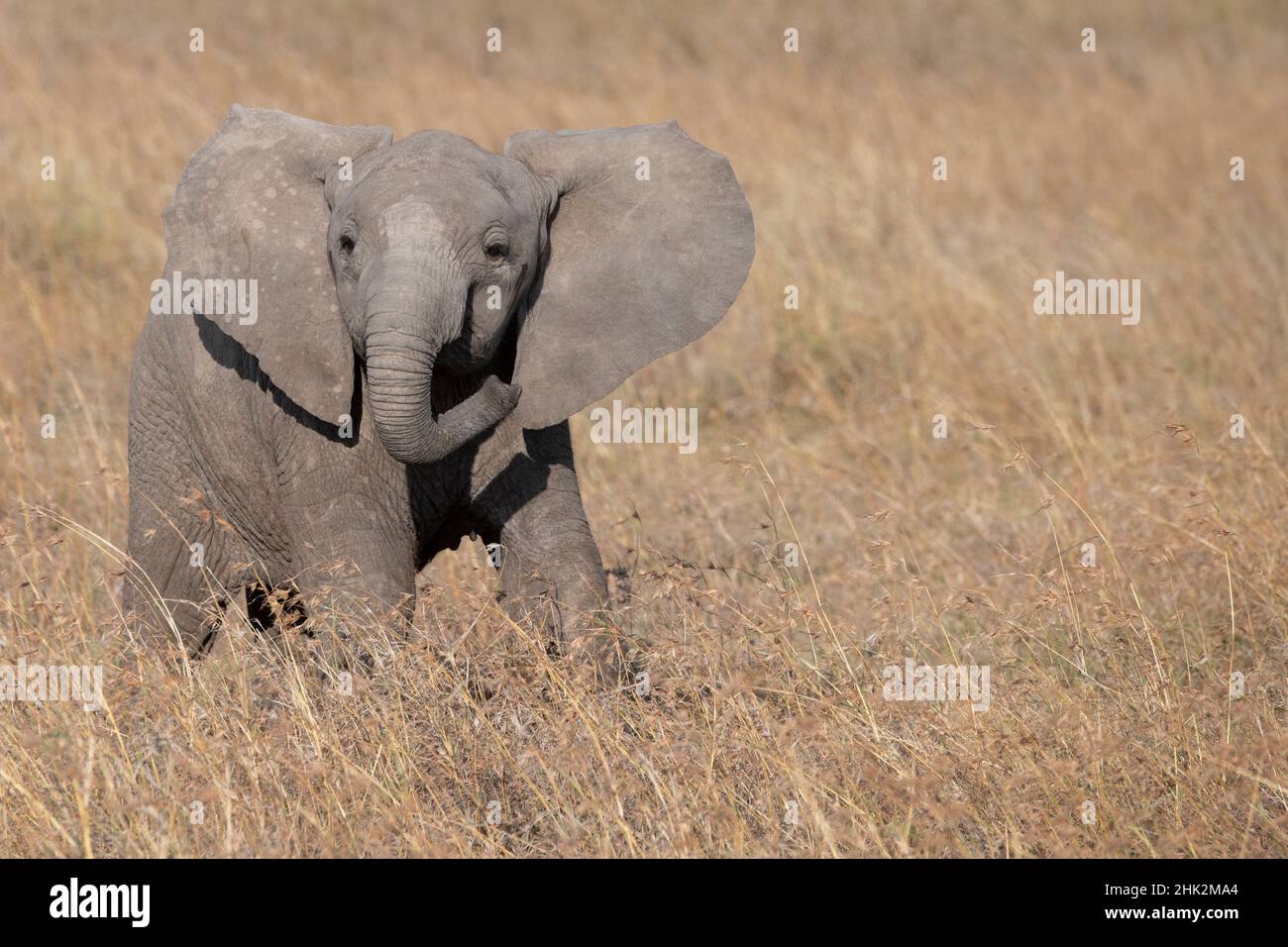 Afrique, Kenya, OL Pejeta Conservancy.Bébé éléphant d'Afrique Banque D'Images