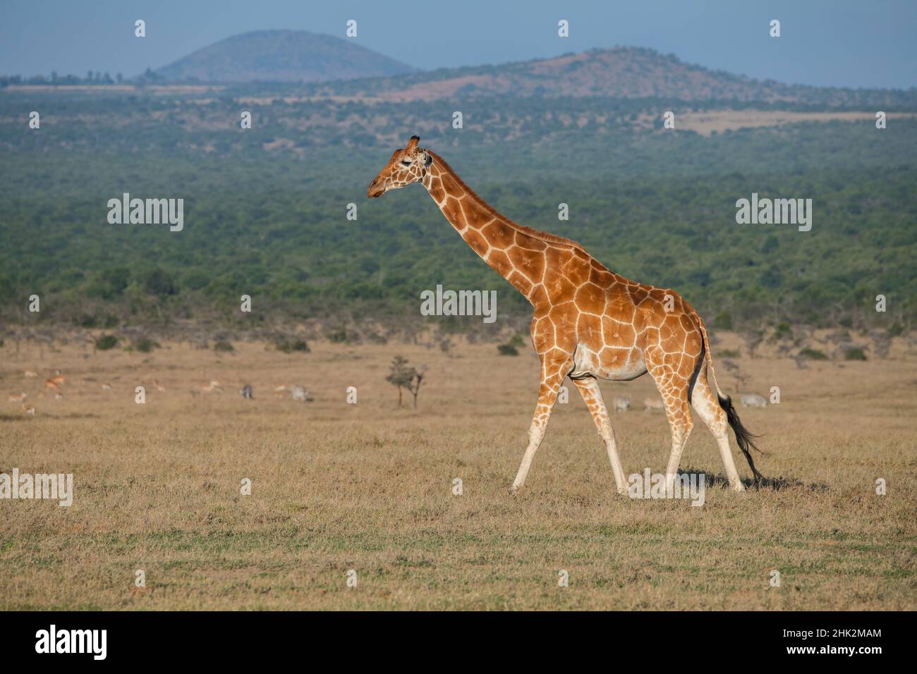 Afrique, Kenya, OL Pejeta Conservancy.Girafe réticulée espèces en voie de disparition. Banque D'Images