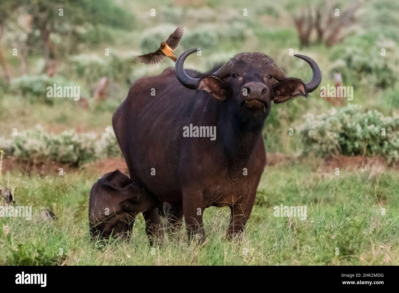 Buffle africain (Syncerus caffer) et son veau, Tsavo, Kenya. Banque D'Images