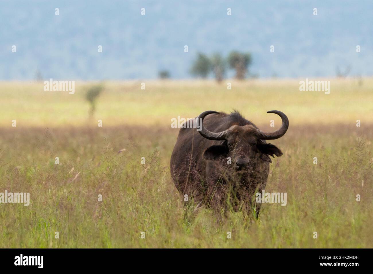 Buffle africain (Syncerus caffer), Tsavo, Kenya. Banque D'Images