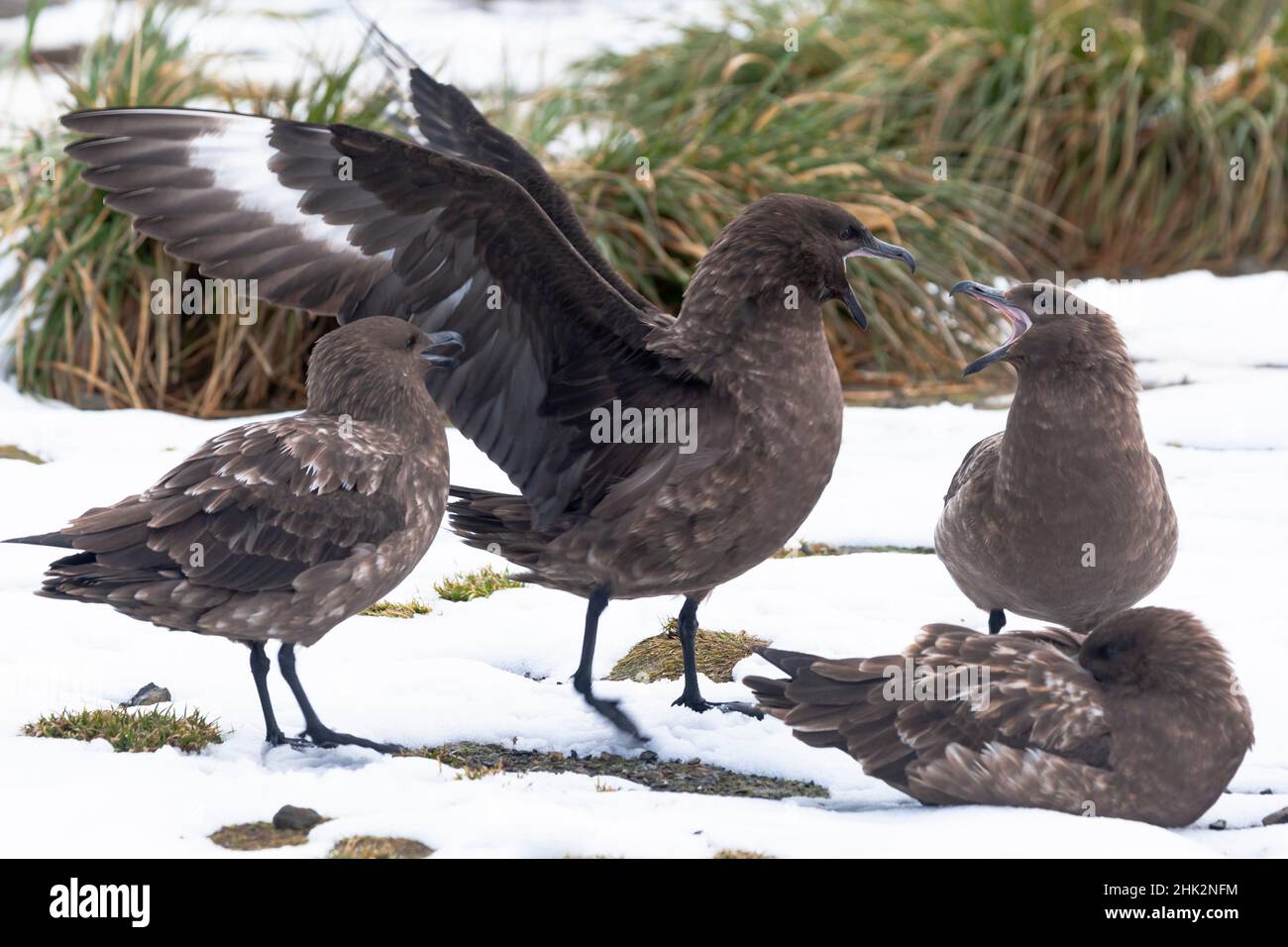 Océan Austral, Géorgie du Sud, skua brun, antarctique Catharacta.Un groupe de skias bruns ont une altercation entre eux. Banque D'Images