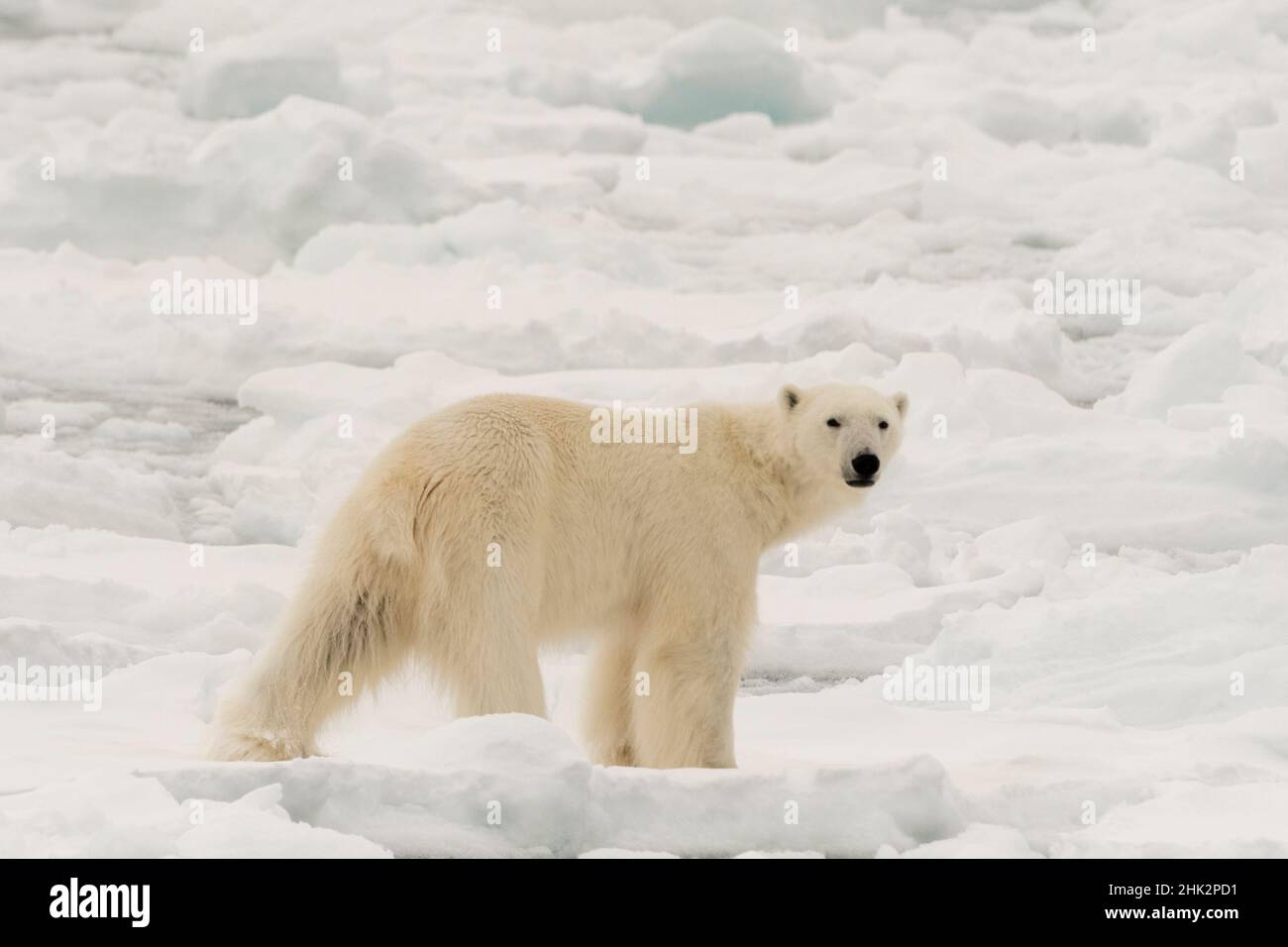 Ours polaire (Ursus maritimus), calotte glaciaire polaire, nord du Spitsbergen, Norvège. Banque D'Images