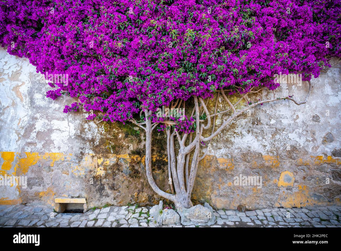 Europe, Portugal, Obidos.Usine de bougainvilliers sur le mur de la maison. Banque D'Images