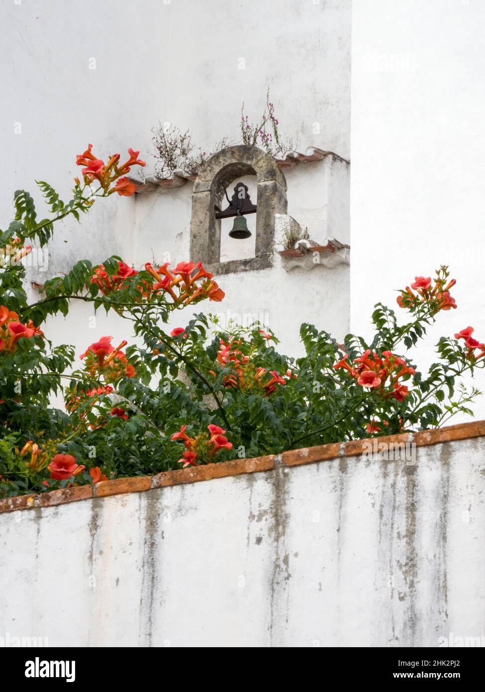 Portugal, Obidos.Trompette orange de vigne poussant sous une cloche d'église dans le village médiéval d'Obidos. Banque D'Images