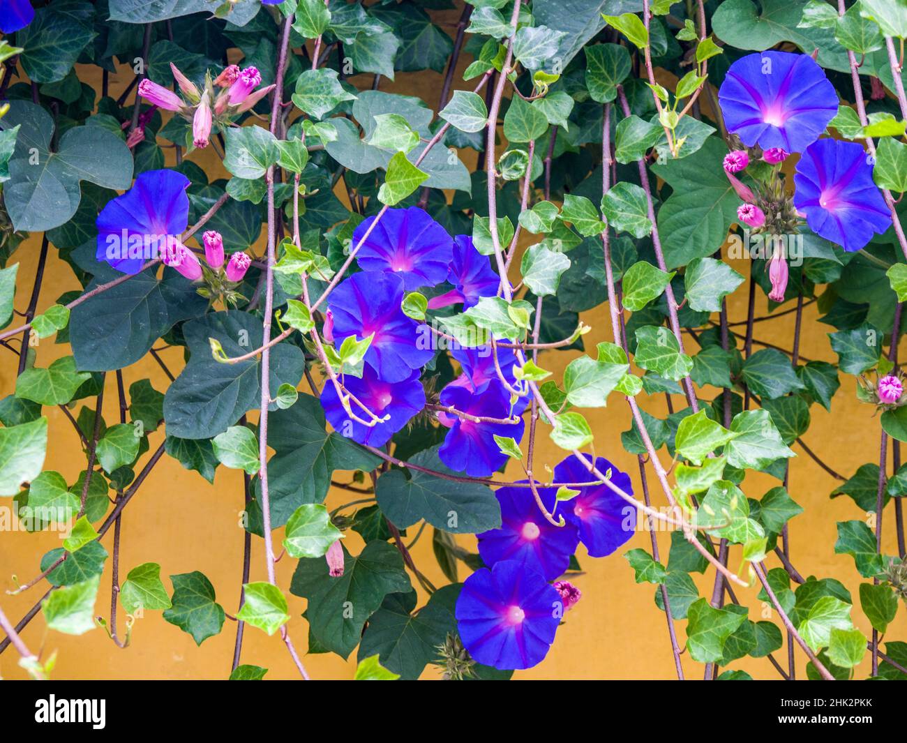 Portugal, Aveiro.Blue Morning Glory, Ipomoea indica, en pleine croissance sauvage dans le quartier historique d'Aveiro. Banque D'Images