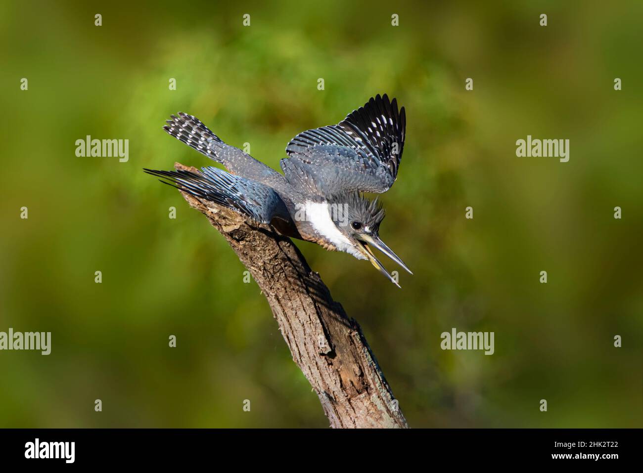 Kingfisher annelé (Megaceryle torquata) mâle Banque D'Images