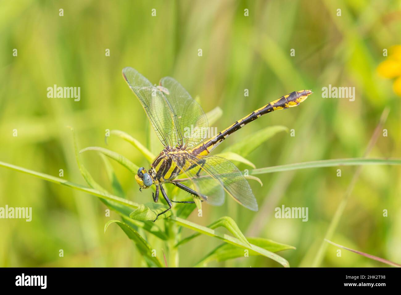 Plaines Clubtail (Gomphus externus) Comté de Lawrence, Illinois. Banque D'Images