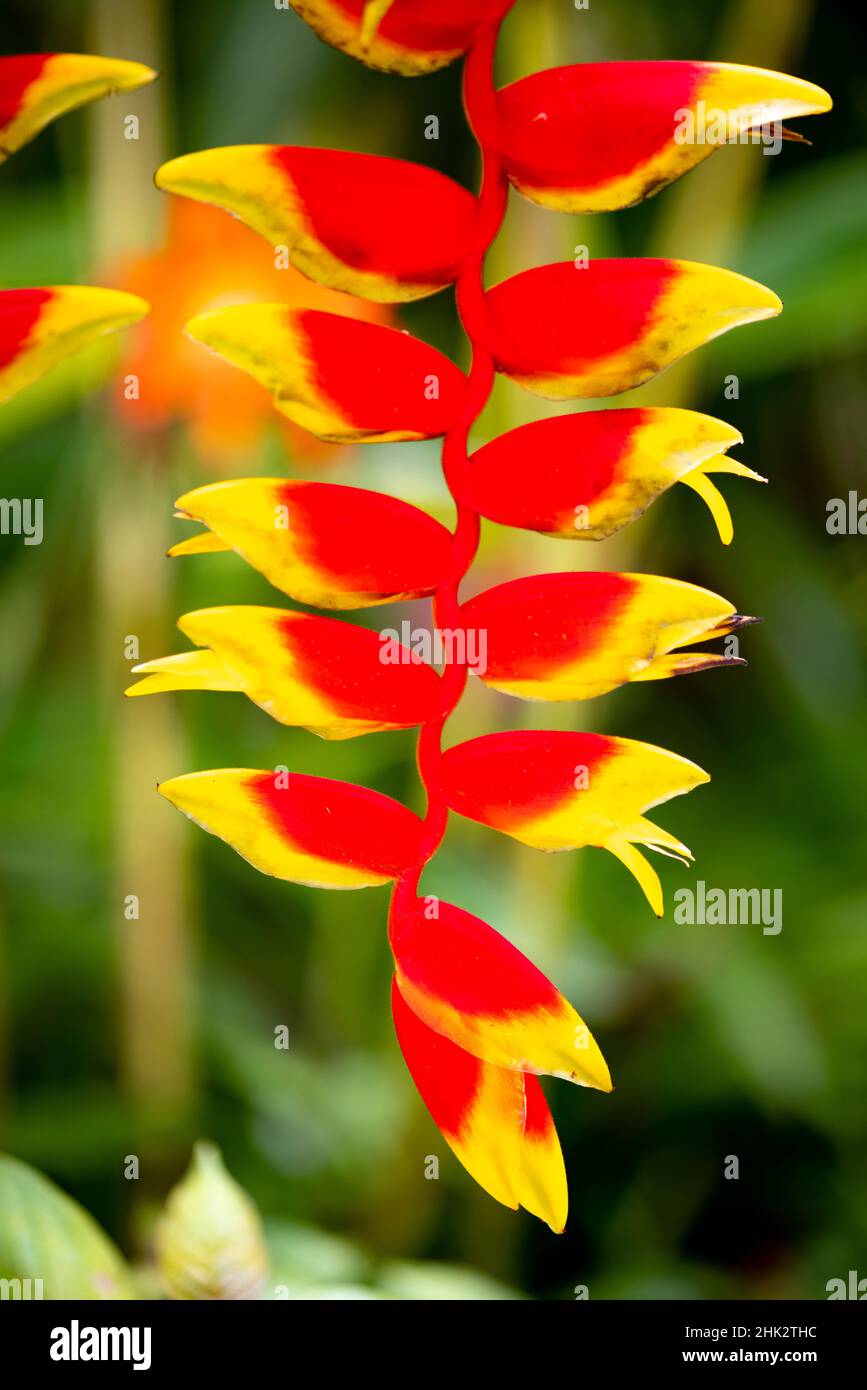 Belize, Amérique centrale.Perroquets d'orange et de rouge beak fleur. Banque D'Images