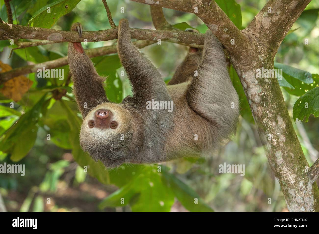 Costa Rica.Le cloth à deux extrémités est suspendu à l'envers dans l'arbre. Banque D'Images