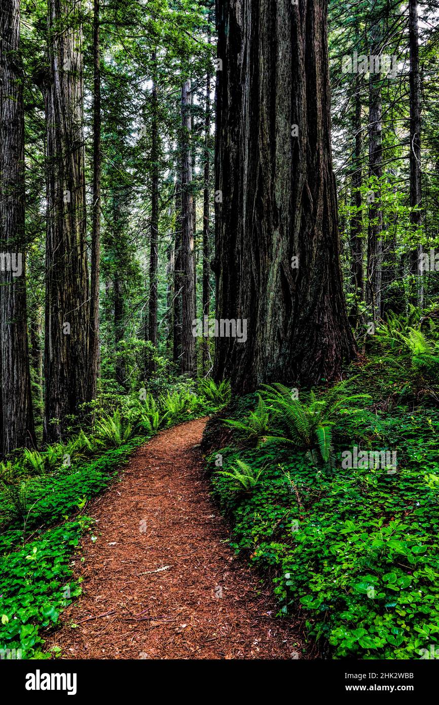 Californie, Crescent City, Damnation Creek Trail Banque D'Images