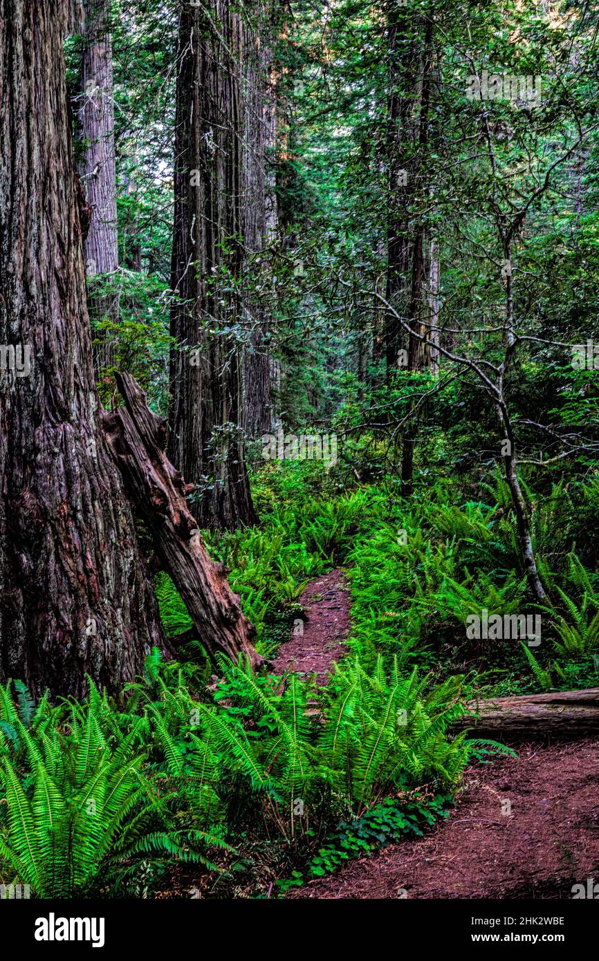 Californie, Crescent City, Damnation Creek Trail Banque D'Images