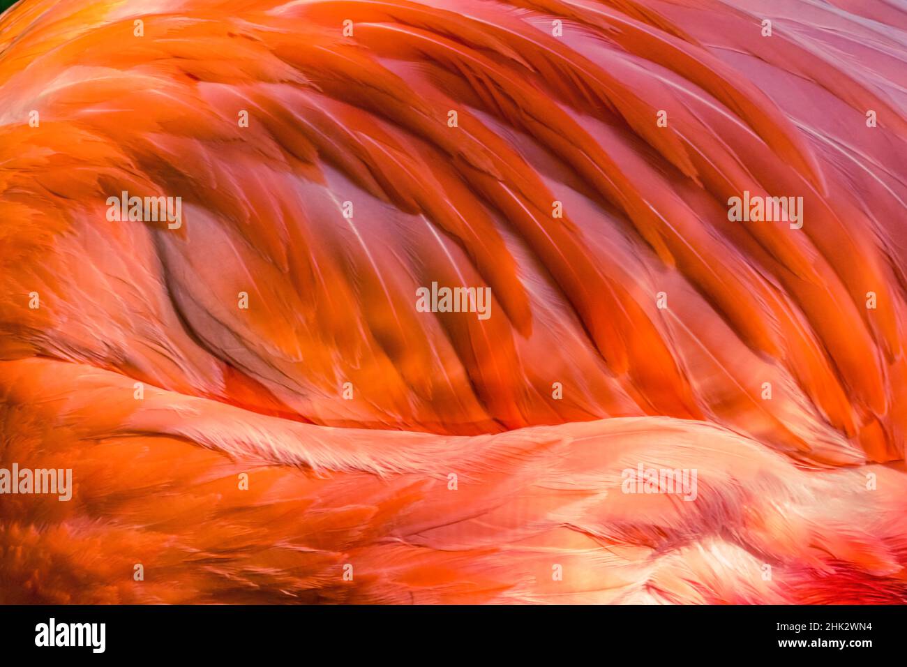 Orange coloré Rose plumes américain Caraïbes Flamingo, Floride. Banque D'Images