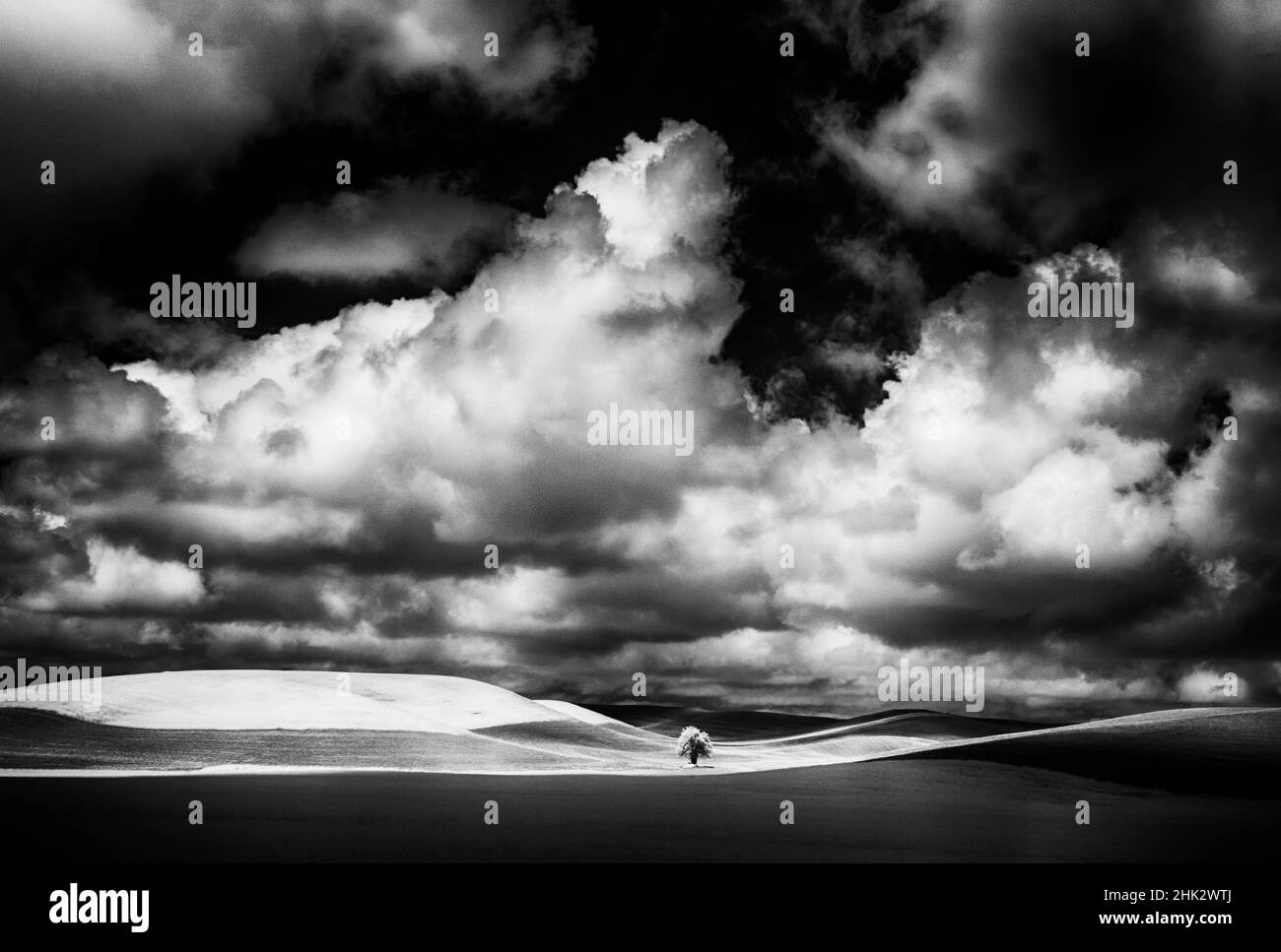 Etats-Unis, Idaho, Palouse Country, petit arbre dans champ de blé avec lumière courante Banque D'Images