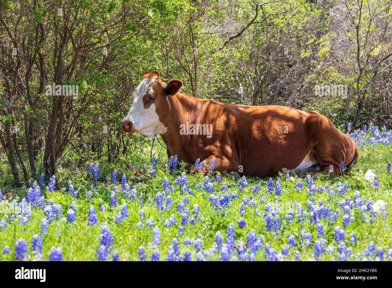 Johnson City, Texas, États-Unis.Vache dans bluebonnet fleurs sauvages dans le Texas Hill Country. Banque D'Images