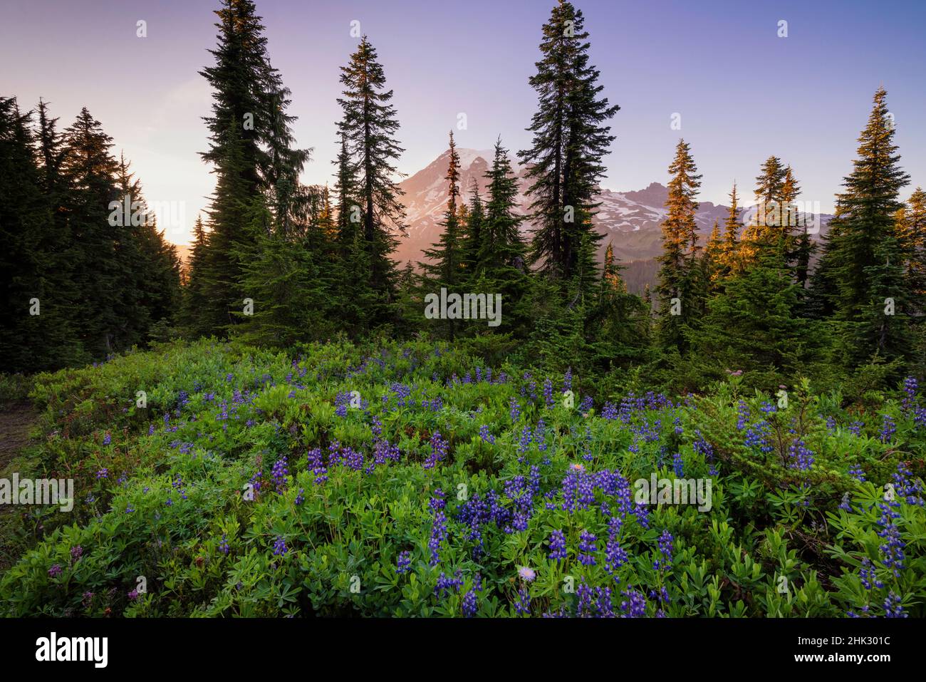 États-Unis, Washington, parc national du Mont Rainier.Prairie alpine et Mt.Rainier. Banque D'Images