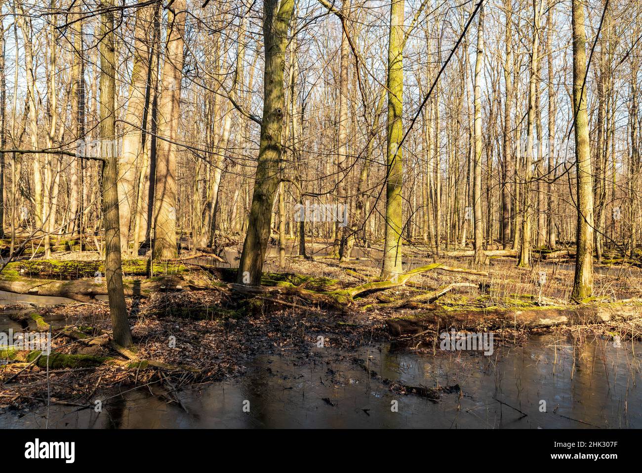 Début de printemps forêt sans feuilles avec piscines gelées et ciel clair dans NPR Polanska niva dans CHKO Poodri en République tchèque Banque D'Images