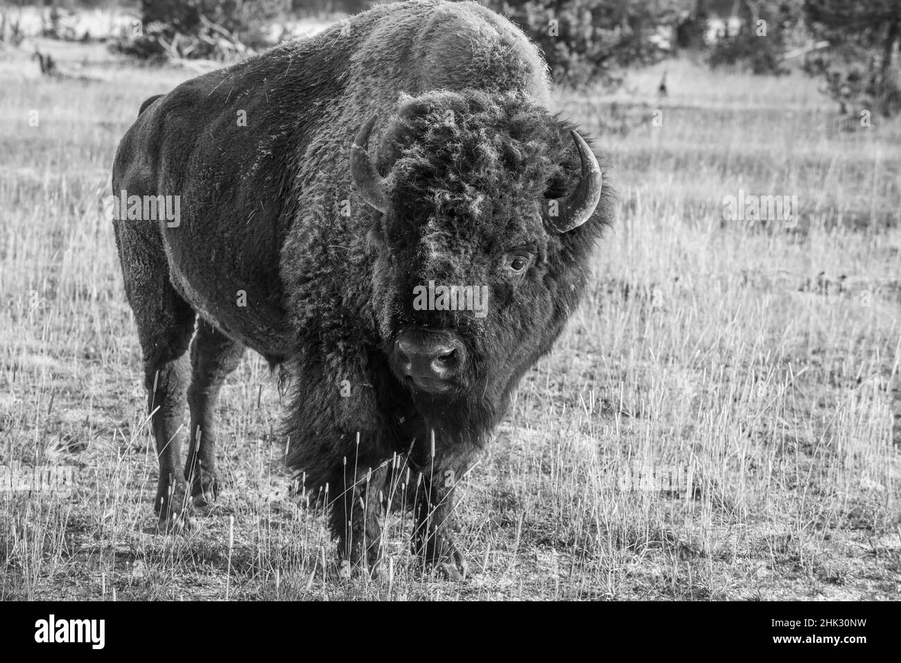 États-Unis, Wyoming, parc national de Yellowstone, Upper Geyser Basin.Bison américain isolé, aussi appelé buffle, avec gel d'automne matinal. Banque D'Images